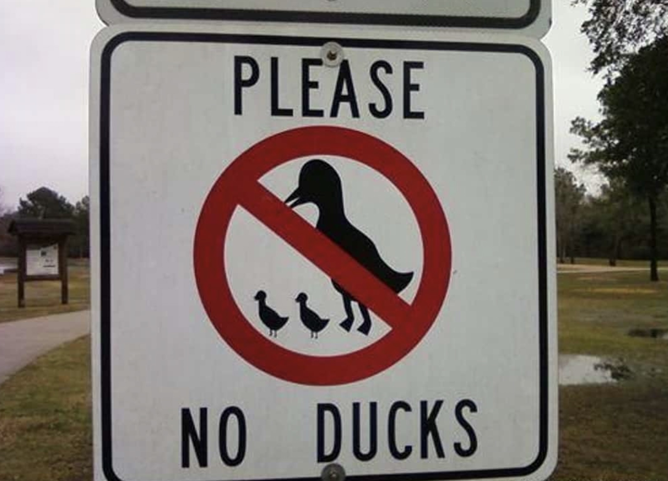 signs that make no sense - Please No Ducks