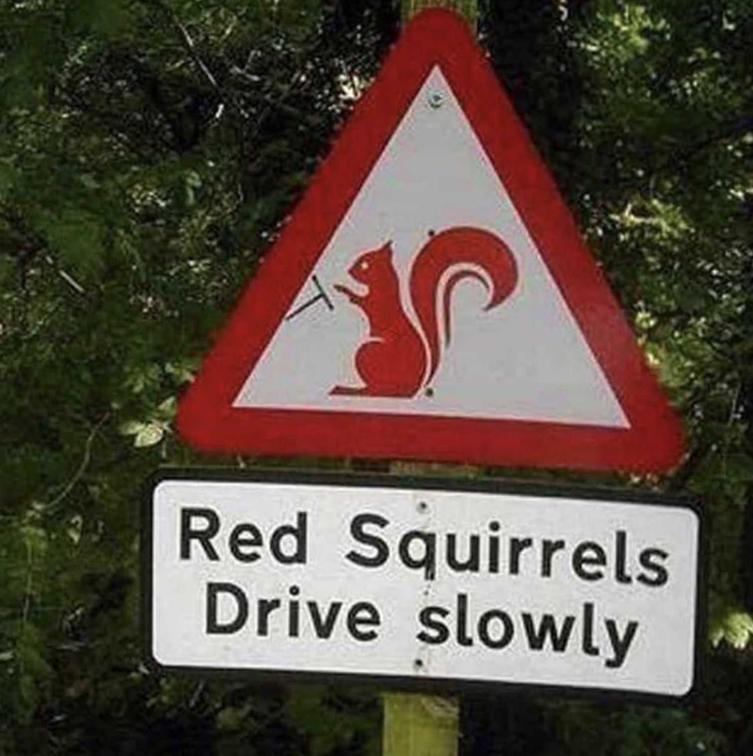 red squirrels drive slowly - Red Squirrels Drive slowly