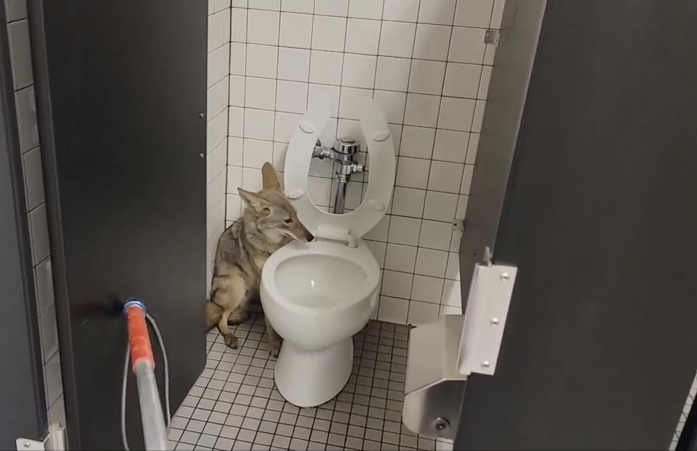 coyote in highschool bathroom