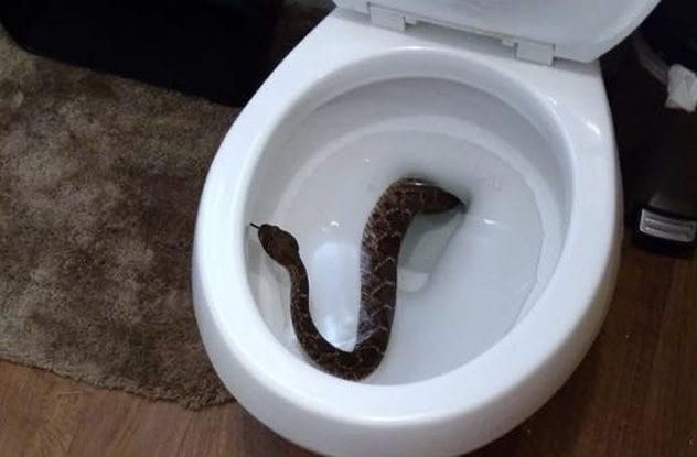 snakes in toilet texas