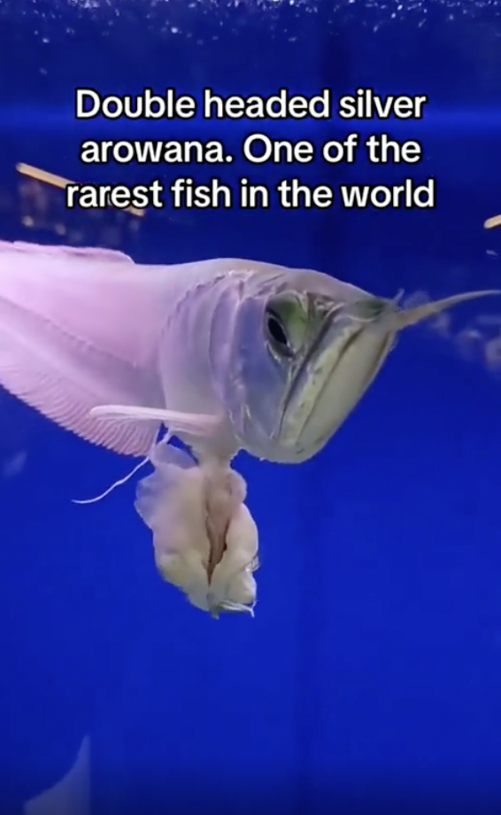 double headed silver arowana - Double headed silver arowana. One of the rarest fish in the world