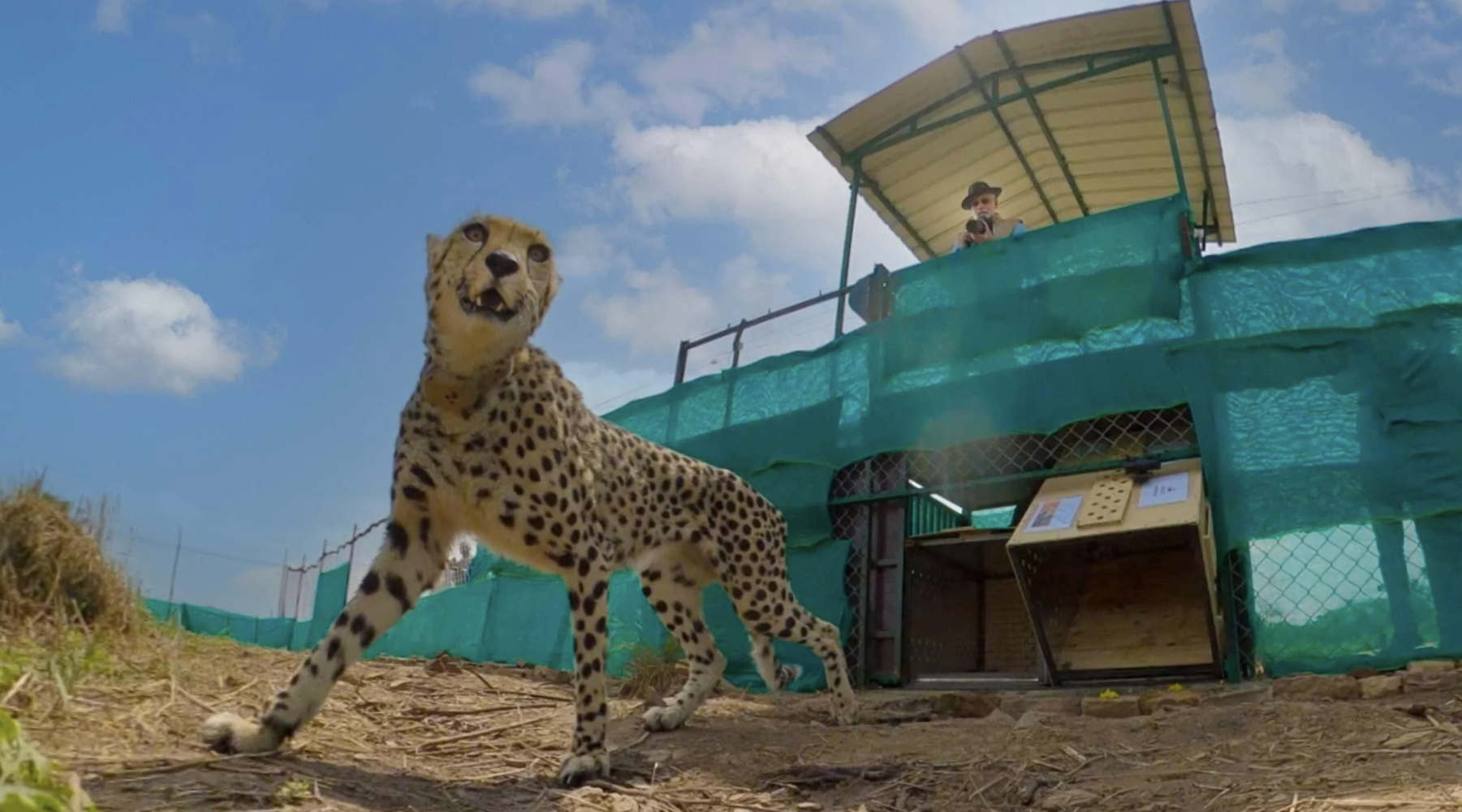 cheetah in kuno national park oneindia