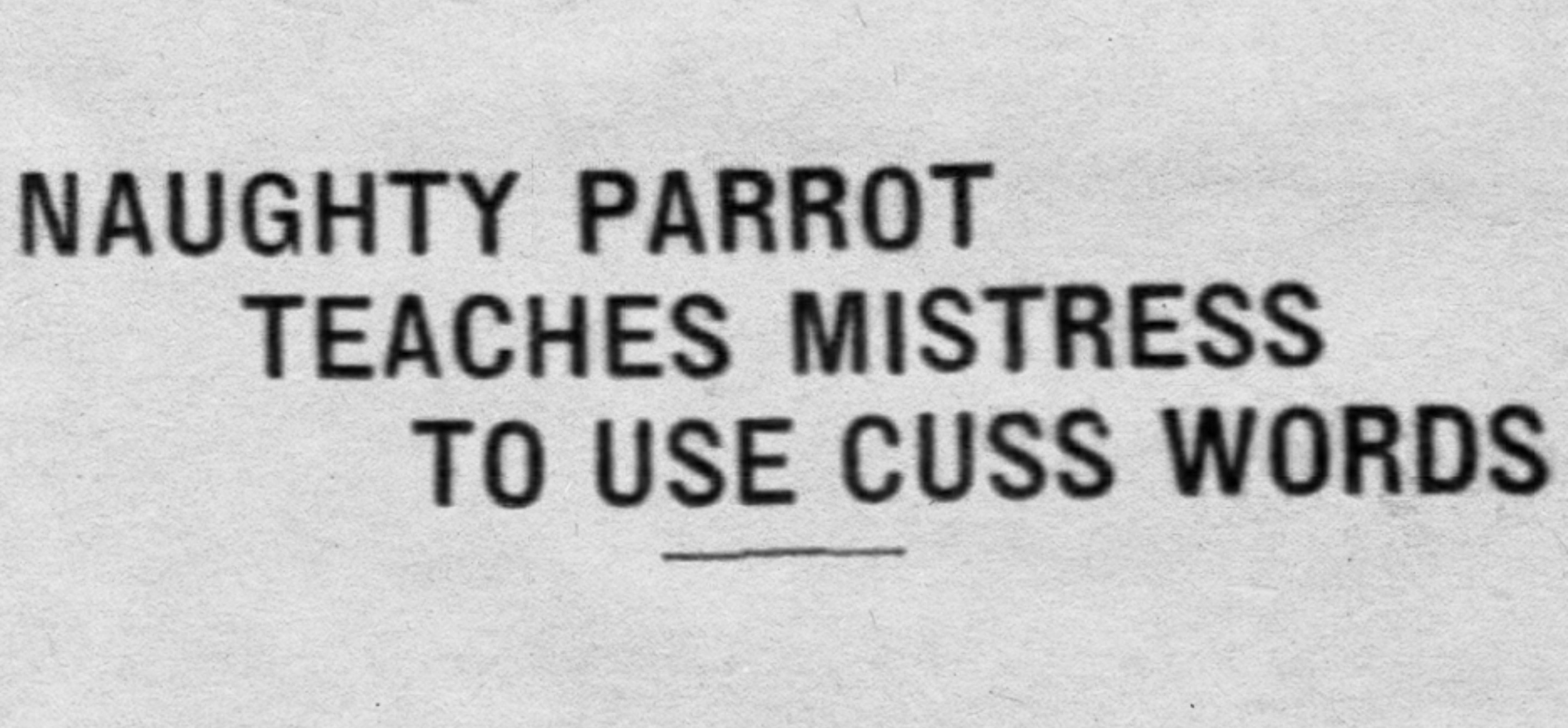 paper - Naughty Parrot Teaches Mistress To Use Cuss Words