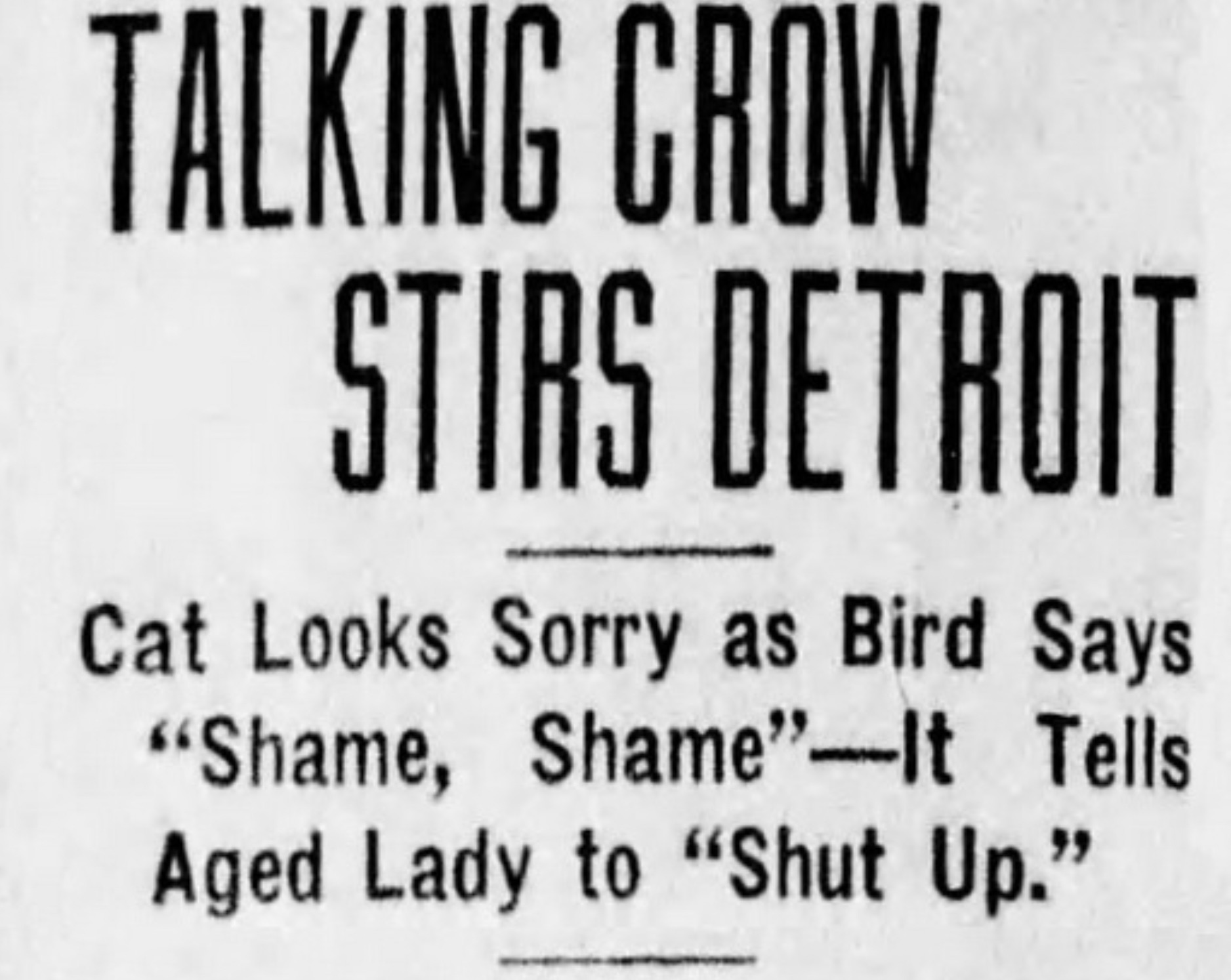 calligraphy - Talking Crow Stirs Detroit Cat Looks Sorry as Bird Says "Shame, Shame"It Tells Aged Lady to "Shut Up."