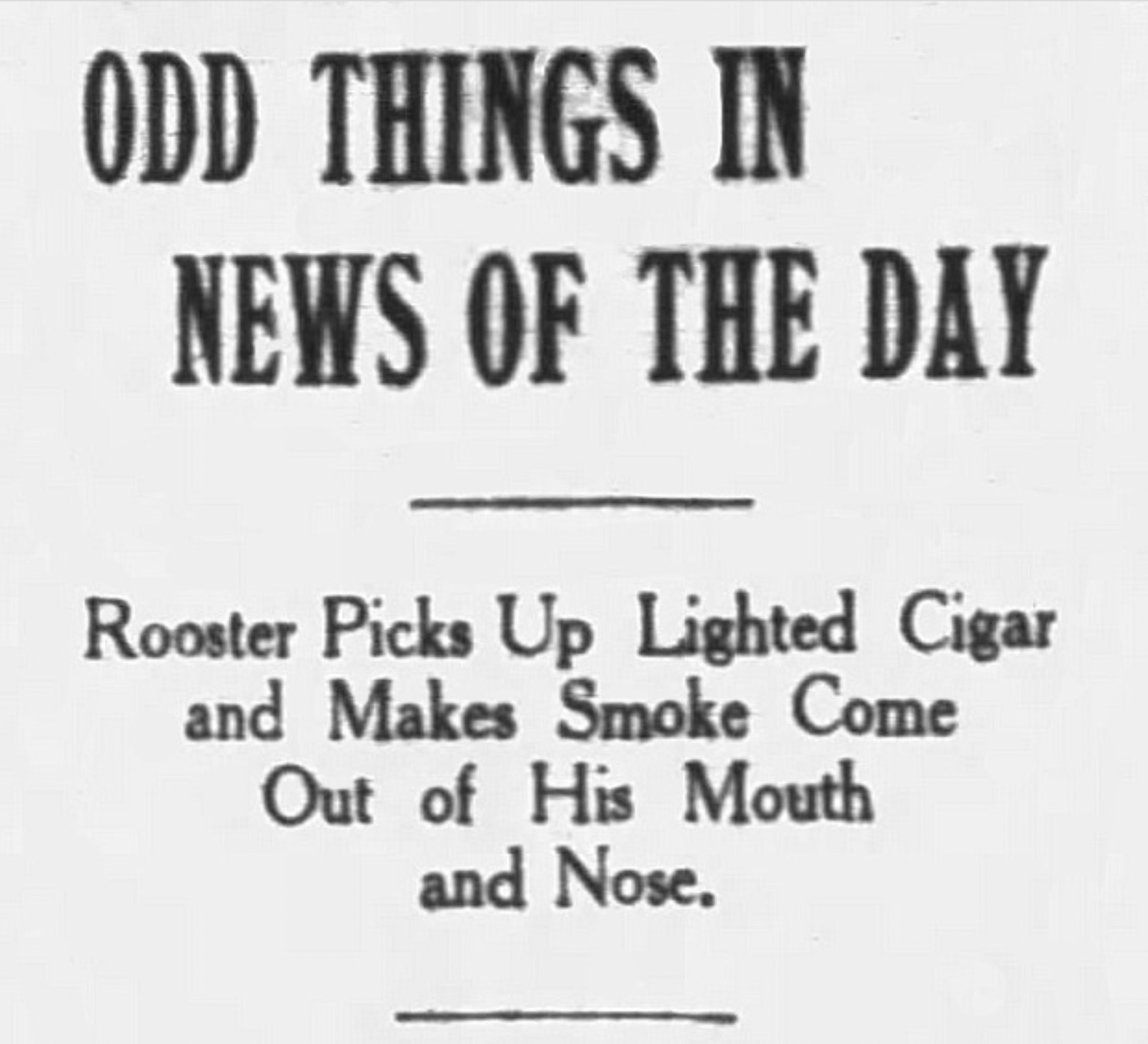 poster - Odd Things In News Of The Day Rooster Picks Up Lighted Cigar and Makes Smoke Come Out of His Mouth and Nose.