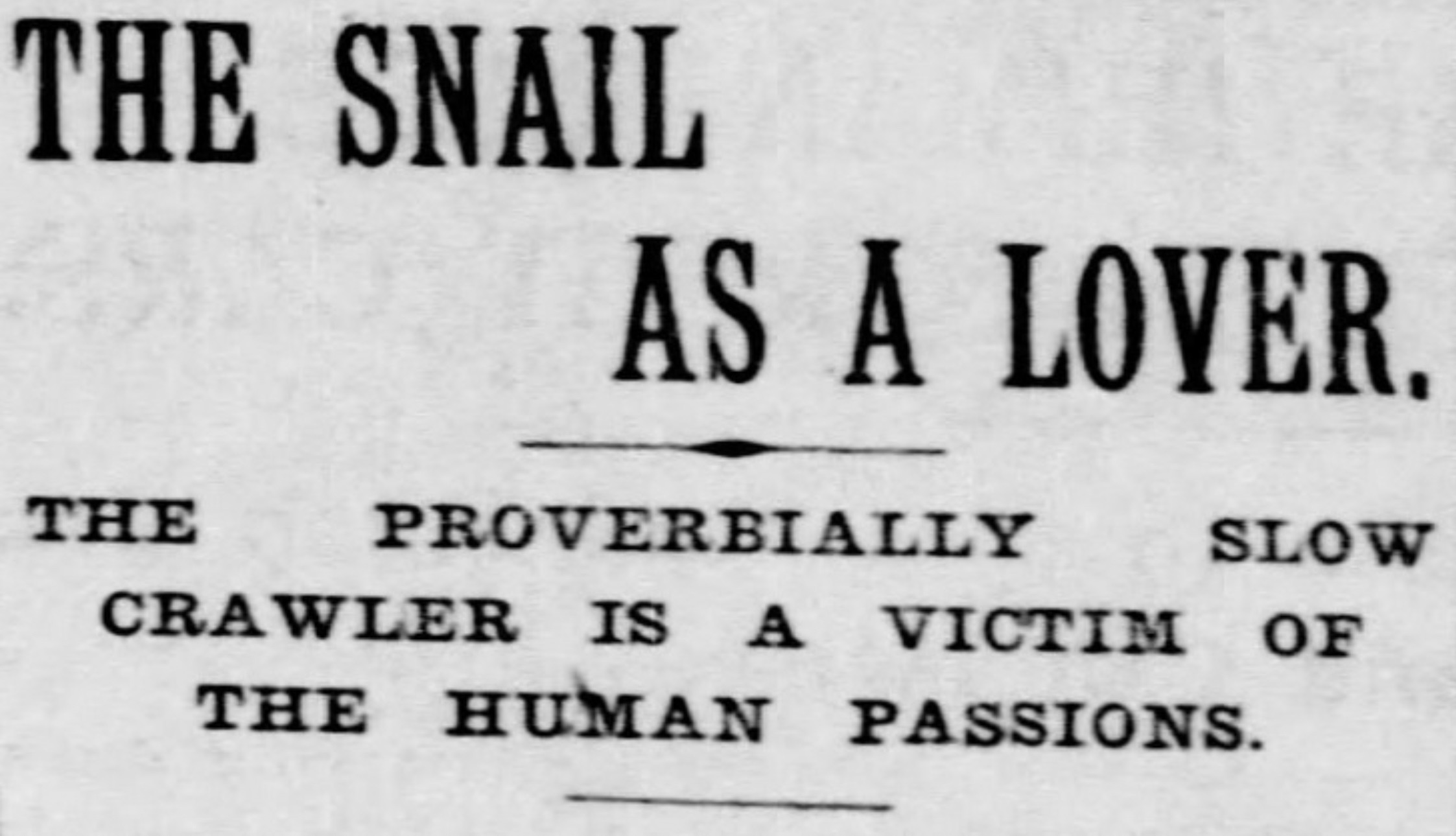 monochrome - The Snail The As A Lover. Proverbially Slow Crawler Is A Victim A Victim Of The Human Passions.