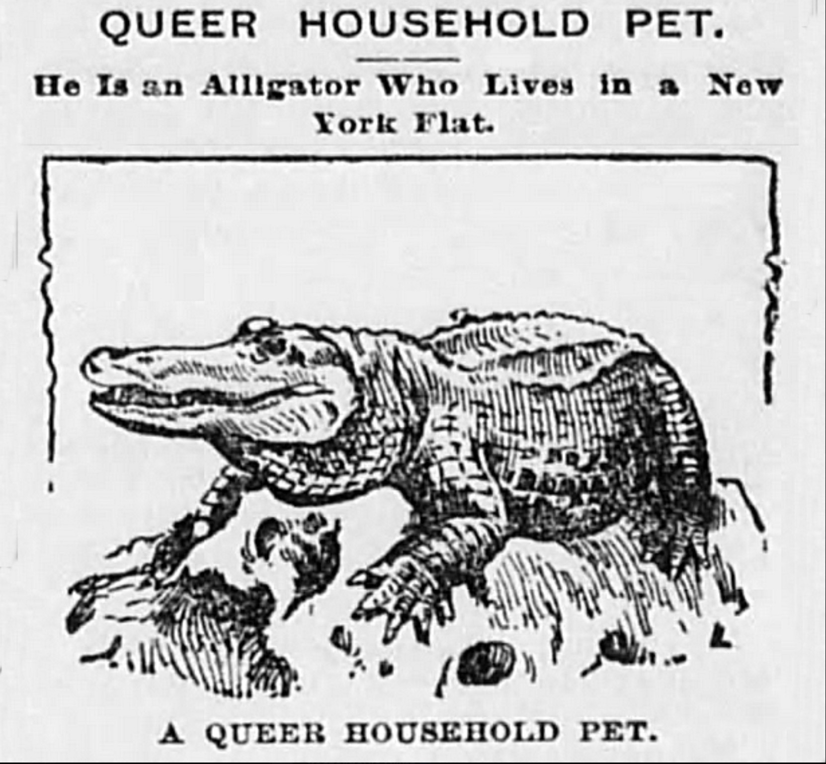 nile crocodile - Queer Household Pet. He Is an Alligator Who Lives in a New York Flat. A Queer Household Pet.