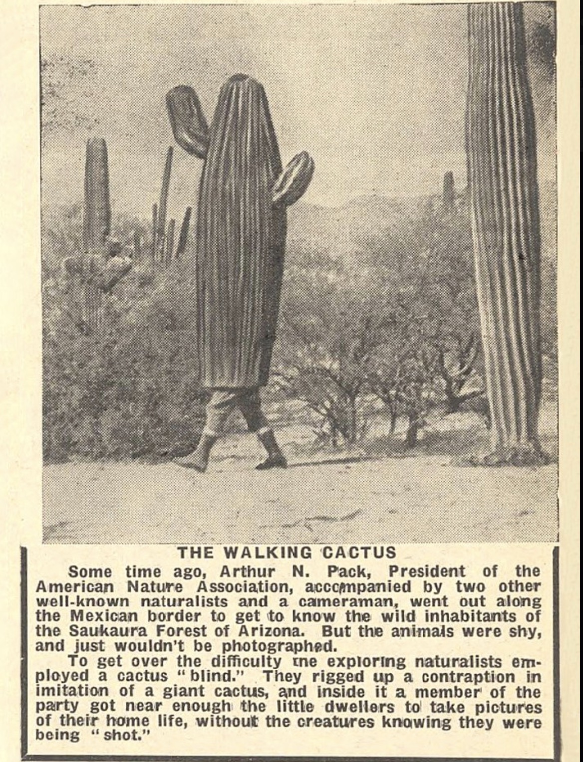 san pedro cactus - A The Walking Cactus Some time ago, Arthur N. Pack, President of the American Nature Association, accompanied by two other wellknown naturalists and a cameraman, went out along the Mexican border to get to know the wild inhabitants of t