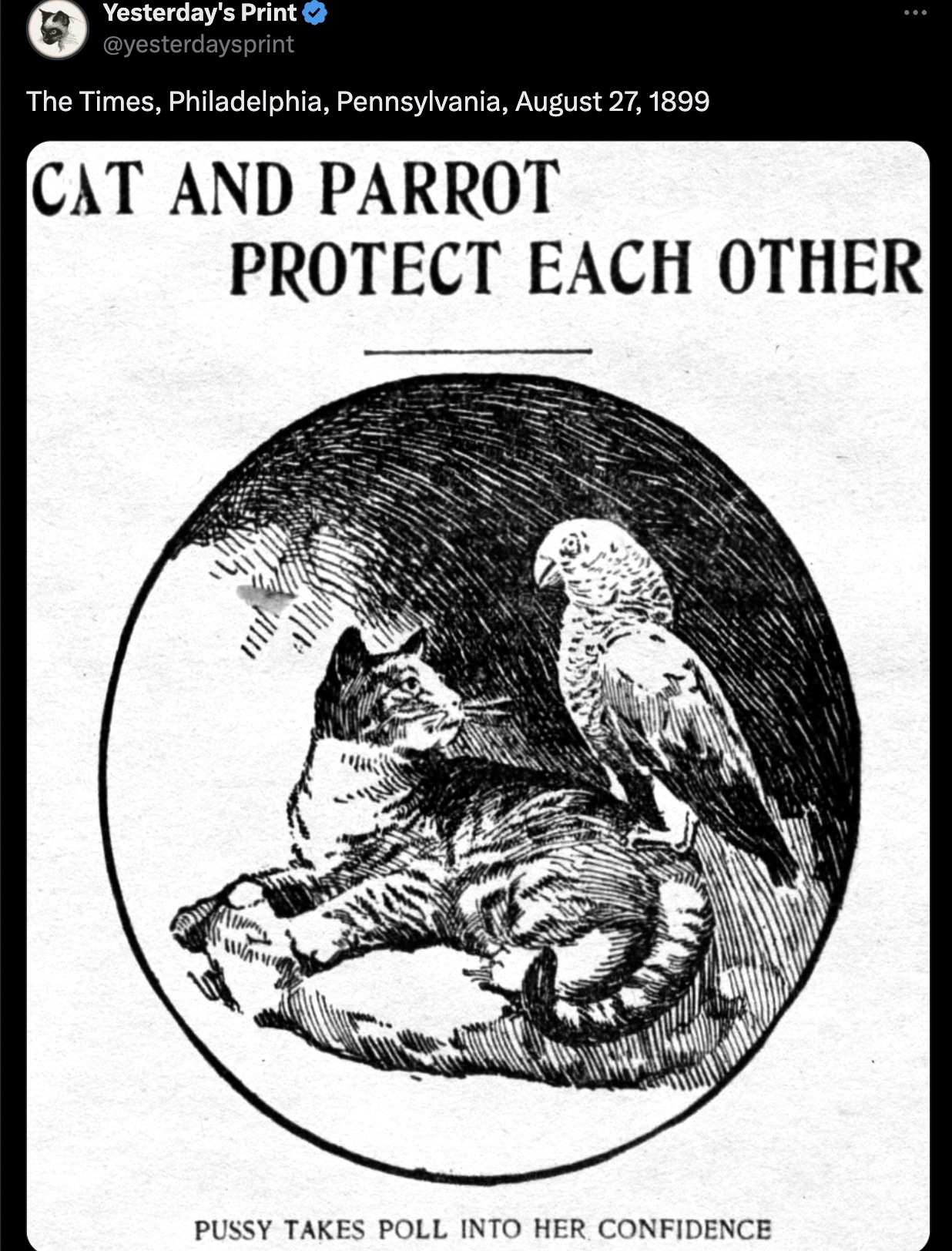 poster - Yesterday's Print The Times, Philadelphia, Pennsylvania, Cat And Parrot Protect Each Other Pussy Takes Poll Into Her Confidence