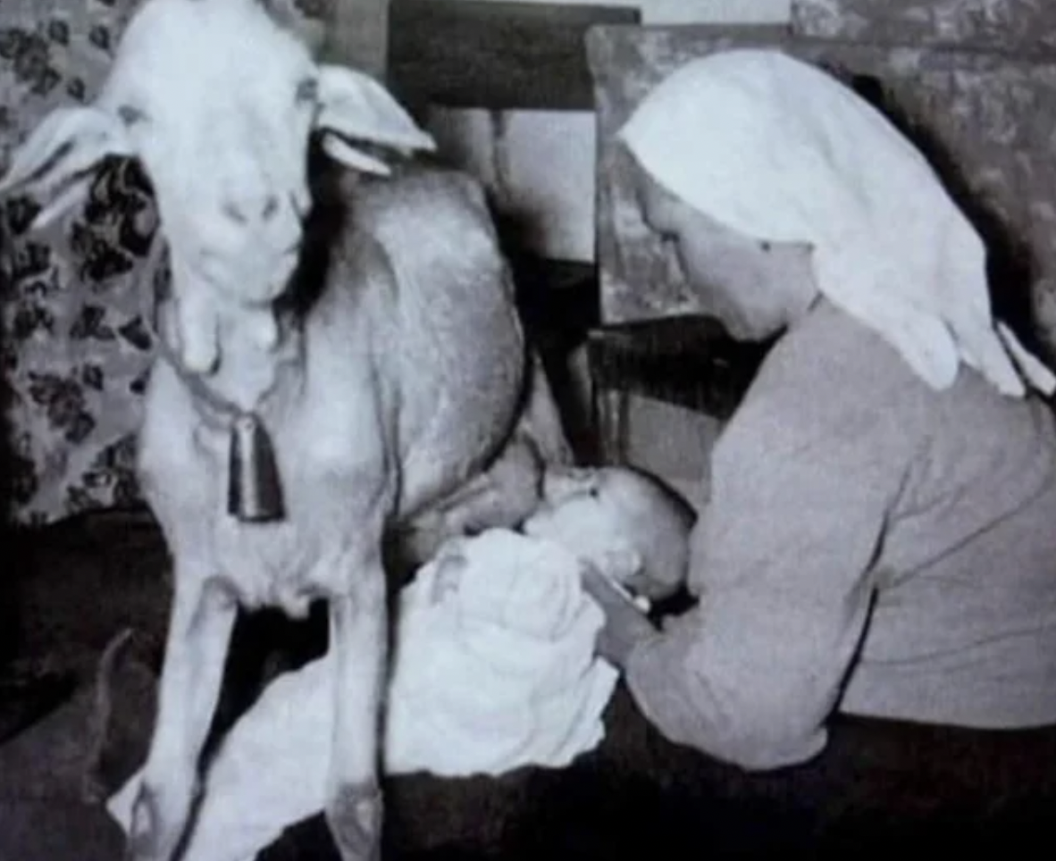 baby drinking goat milk