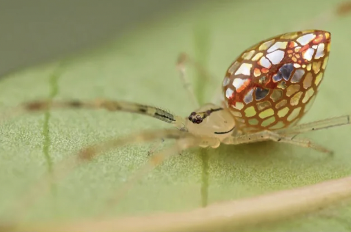 comb footed spiders