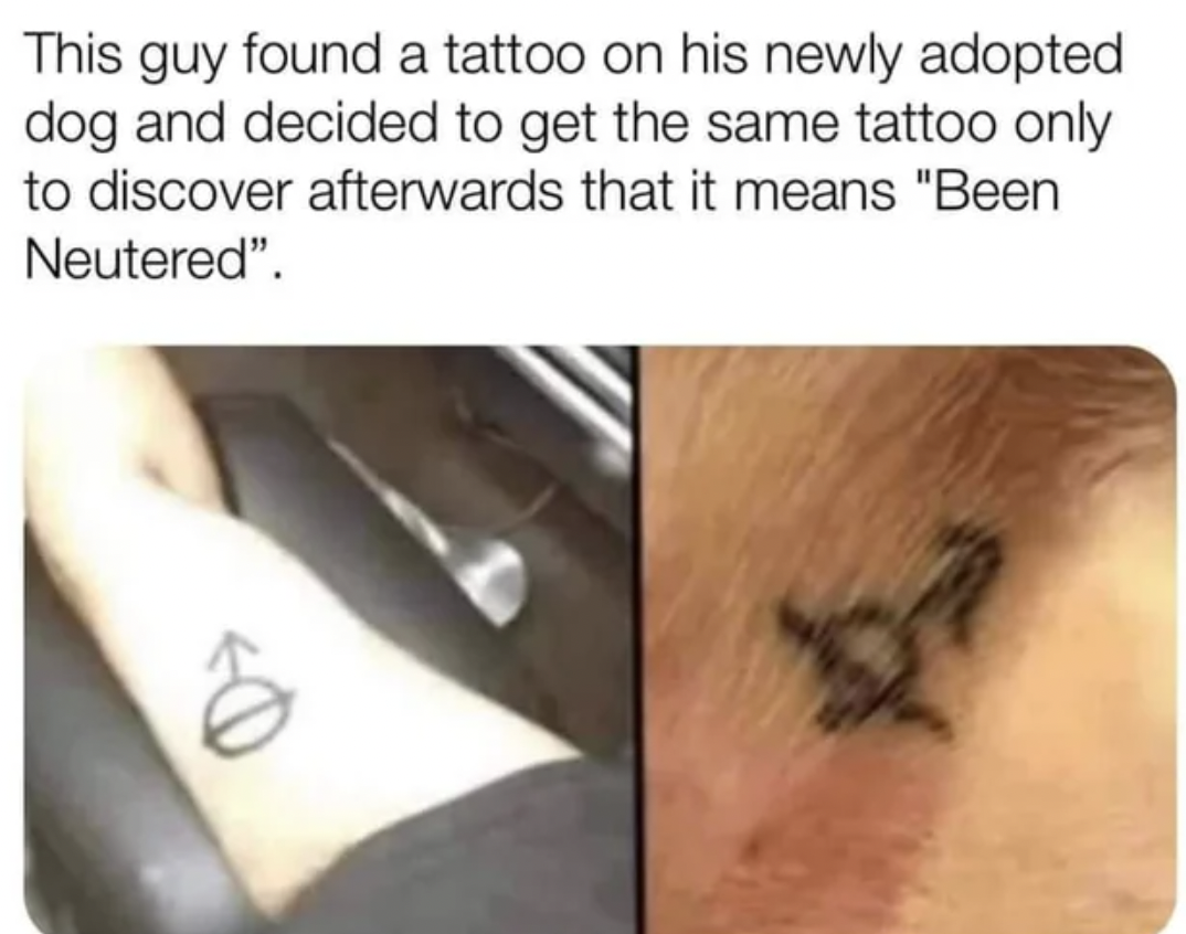 man gets neutered tattoo - This guy found a tattoo on his newly adopted dog and decided to get the same tattoo only to discover afterwards that it means "Been Neutered".