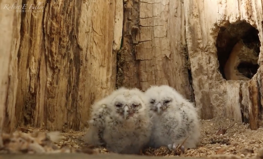 Tawny owl - Robert E Filler Wedlife Tems