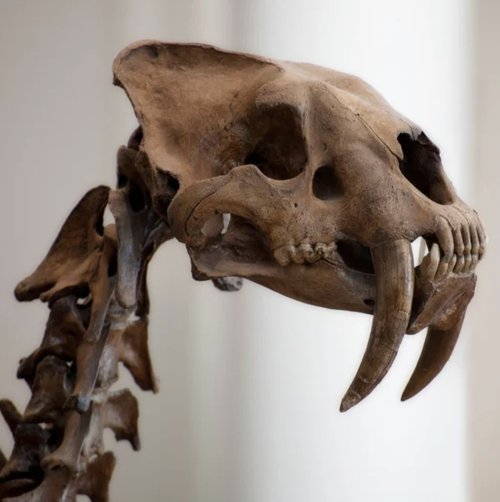 smilodon teeth