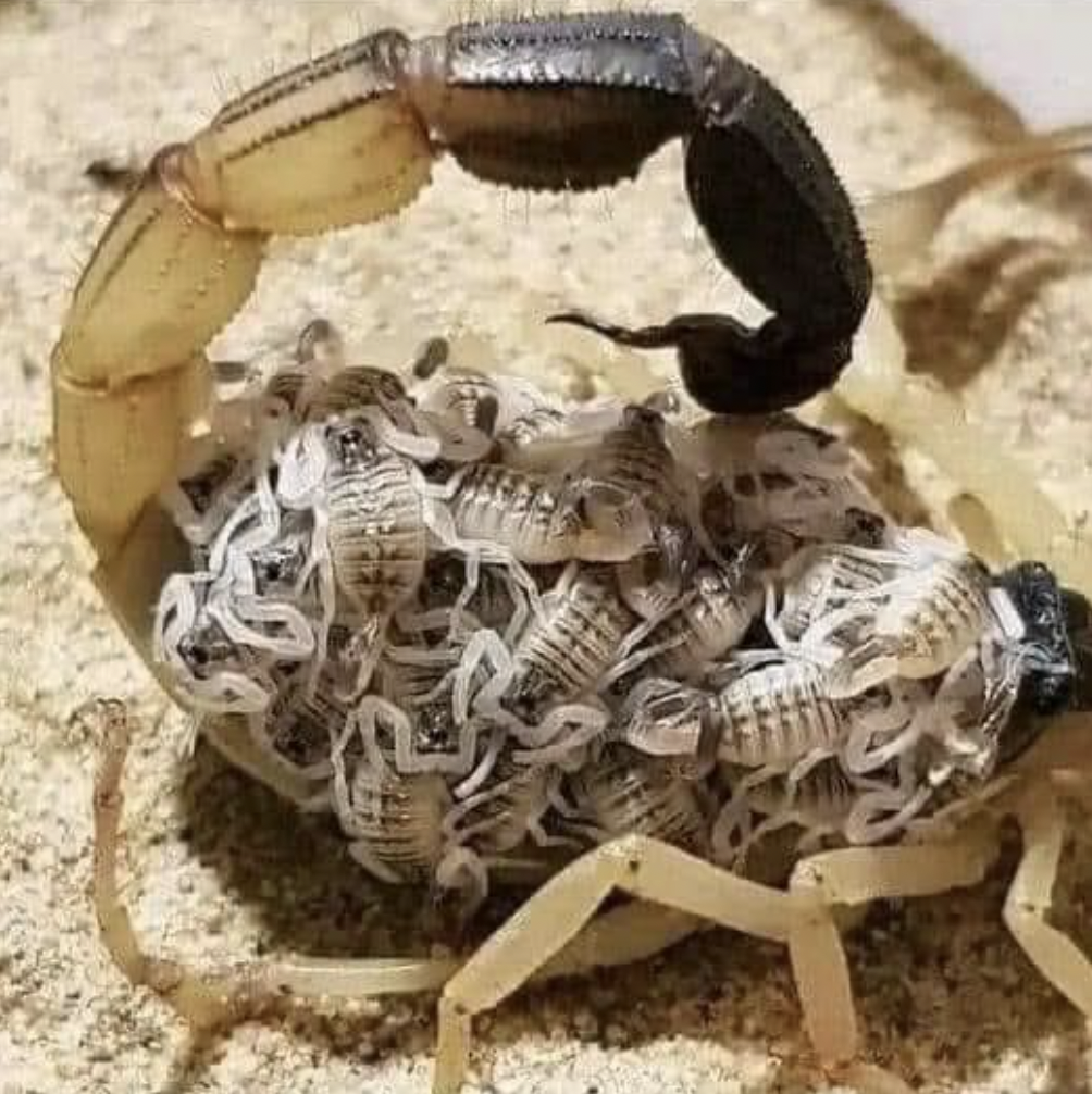 parental care in scorpion