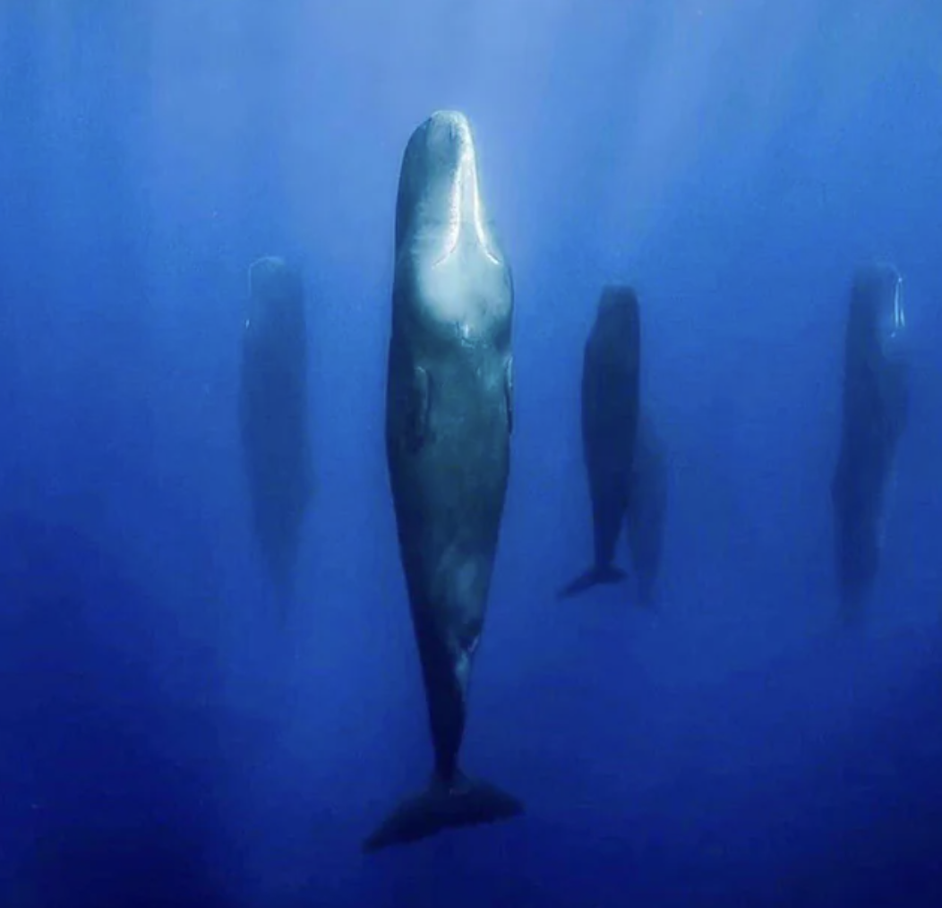 sperm whales sleep vertically