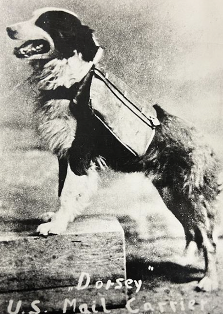 calico dorsey mail dog of the mining camps - Dorsey U.S. Mail