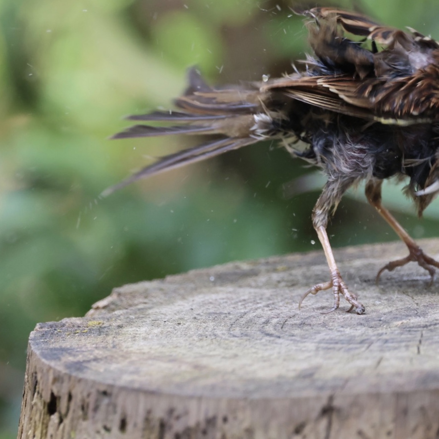 crane-like bird