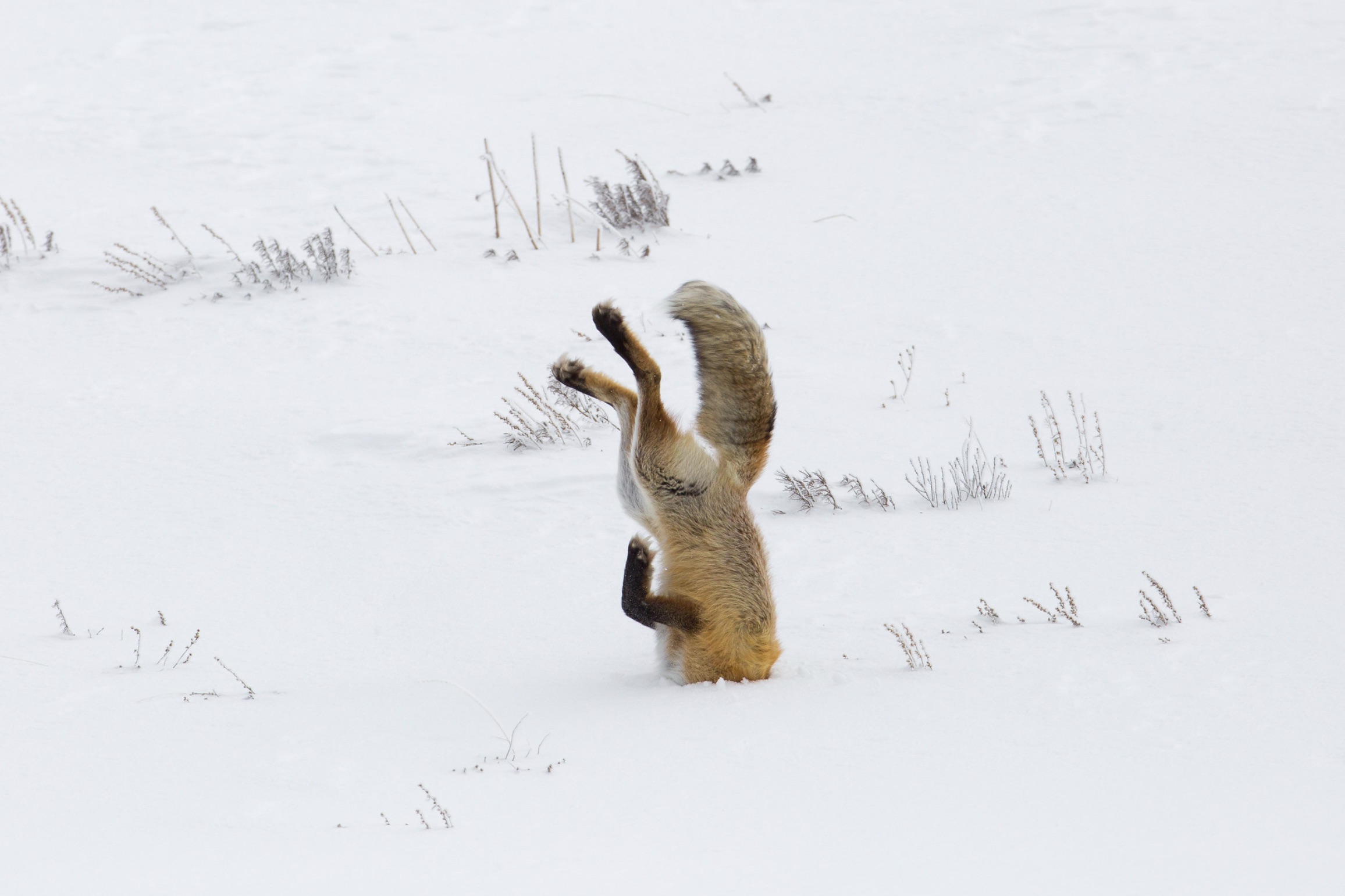 fox pounce in snow