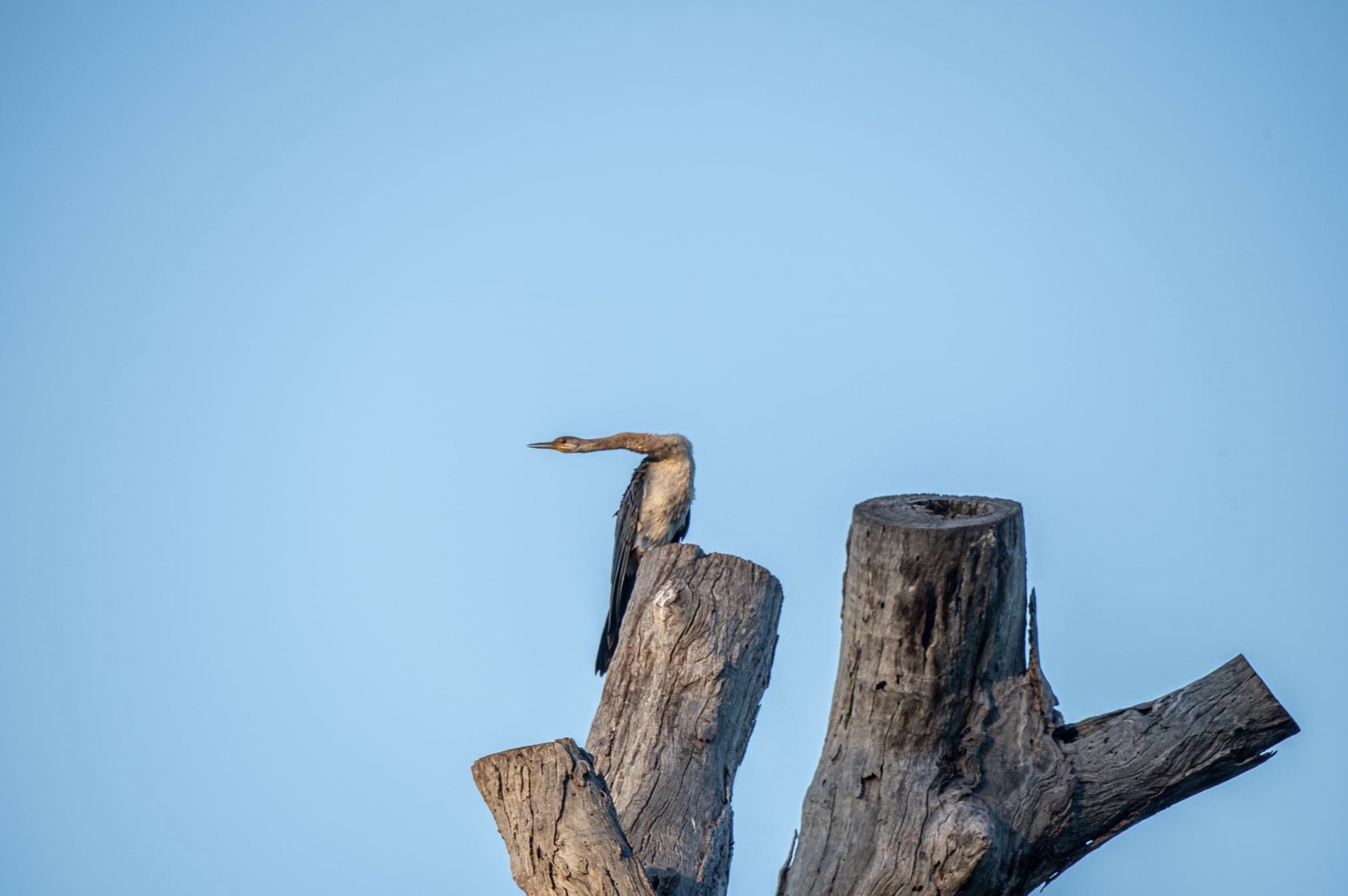 ciconiiformes