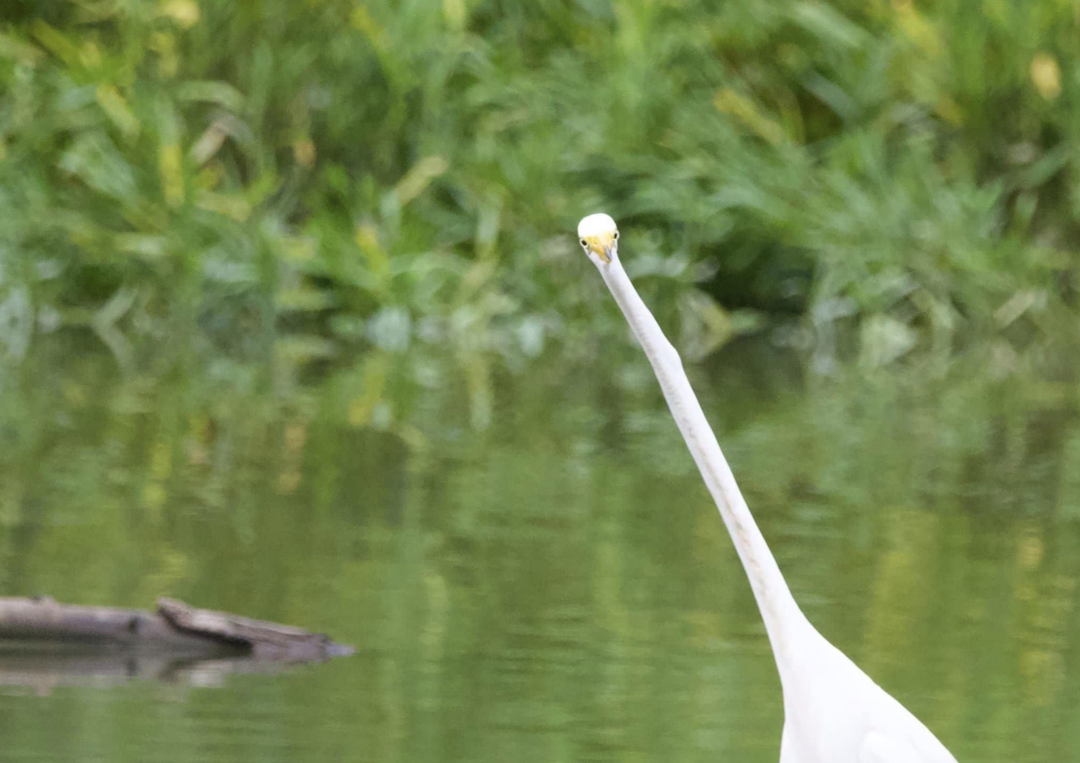 water bird