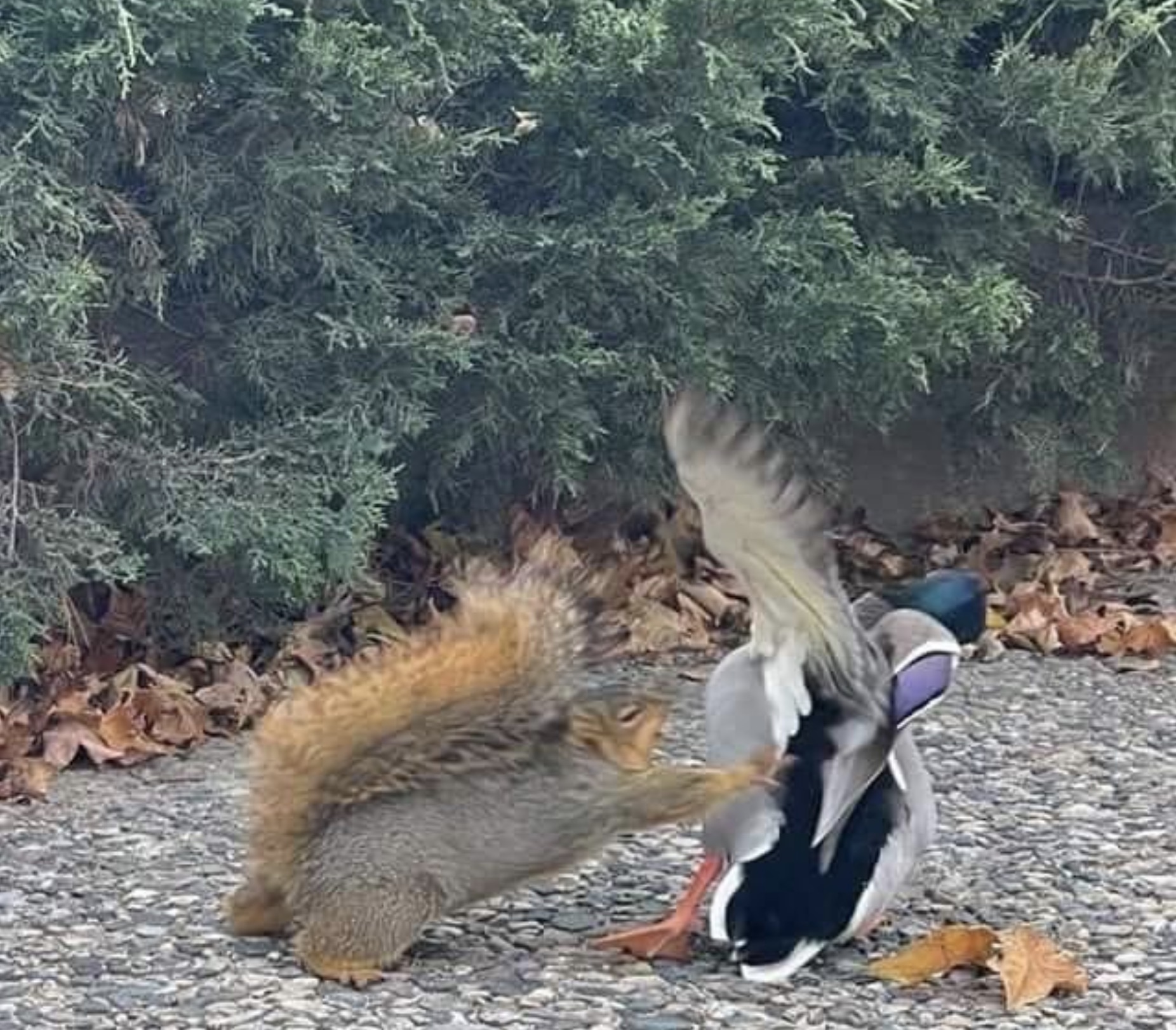 fox squirrel