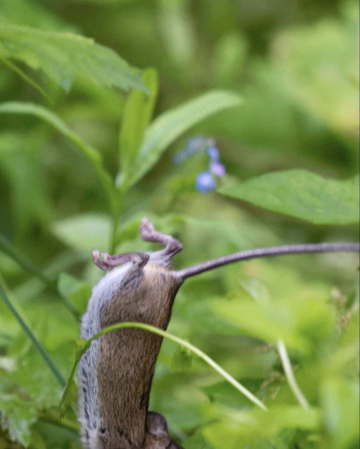 chipmunk