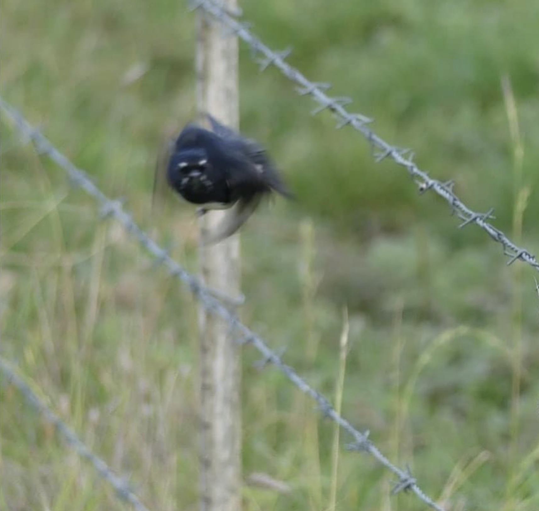 american crow