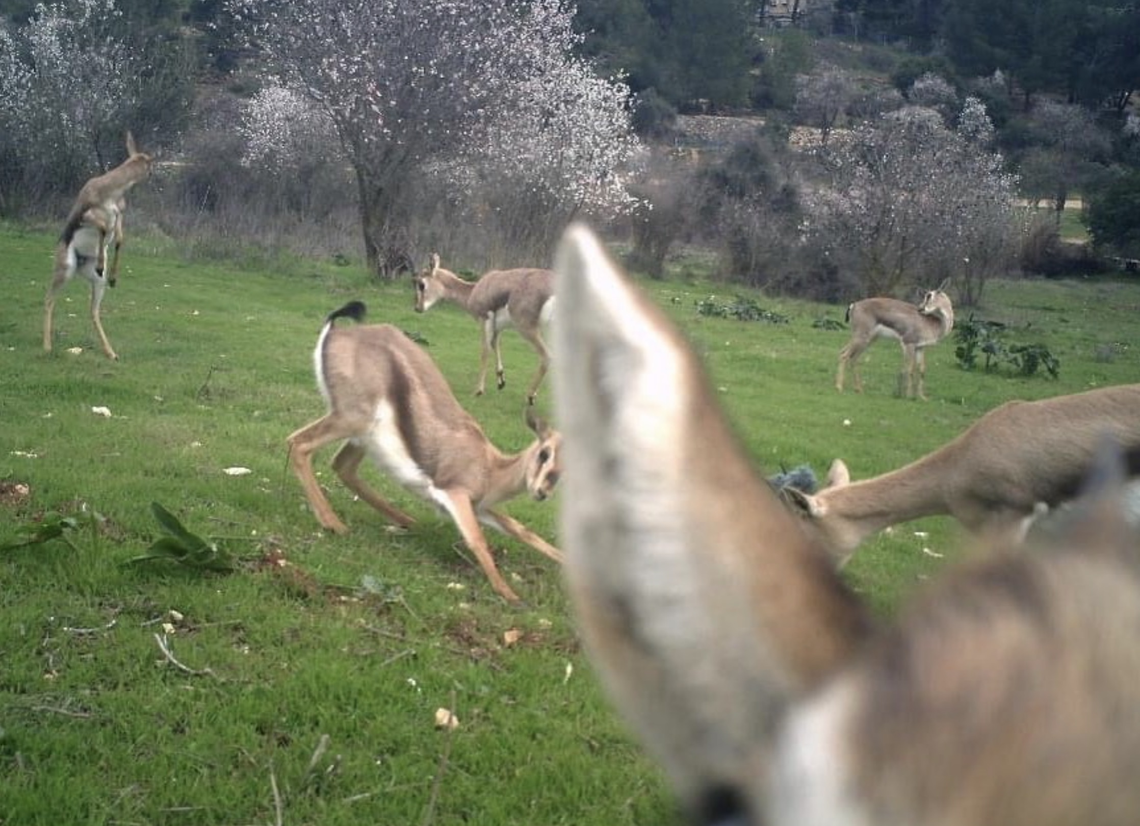 white-tailed deer