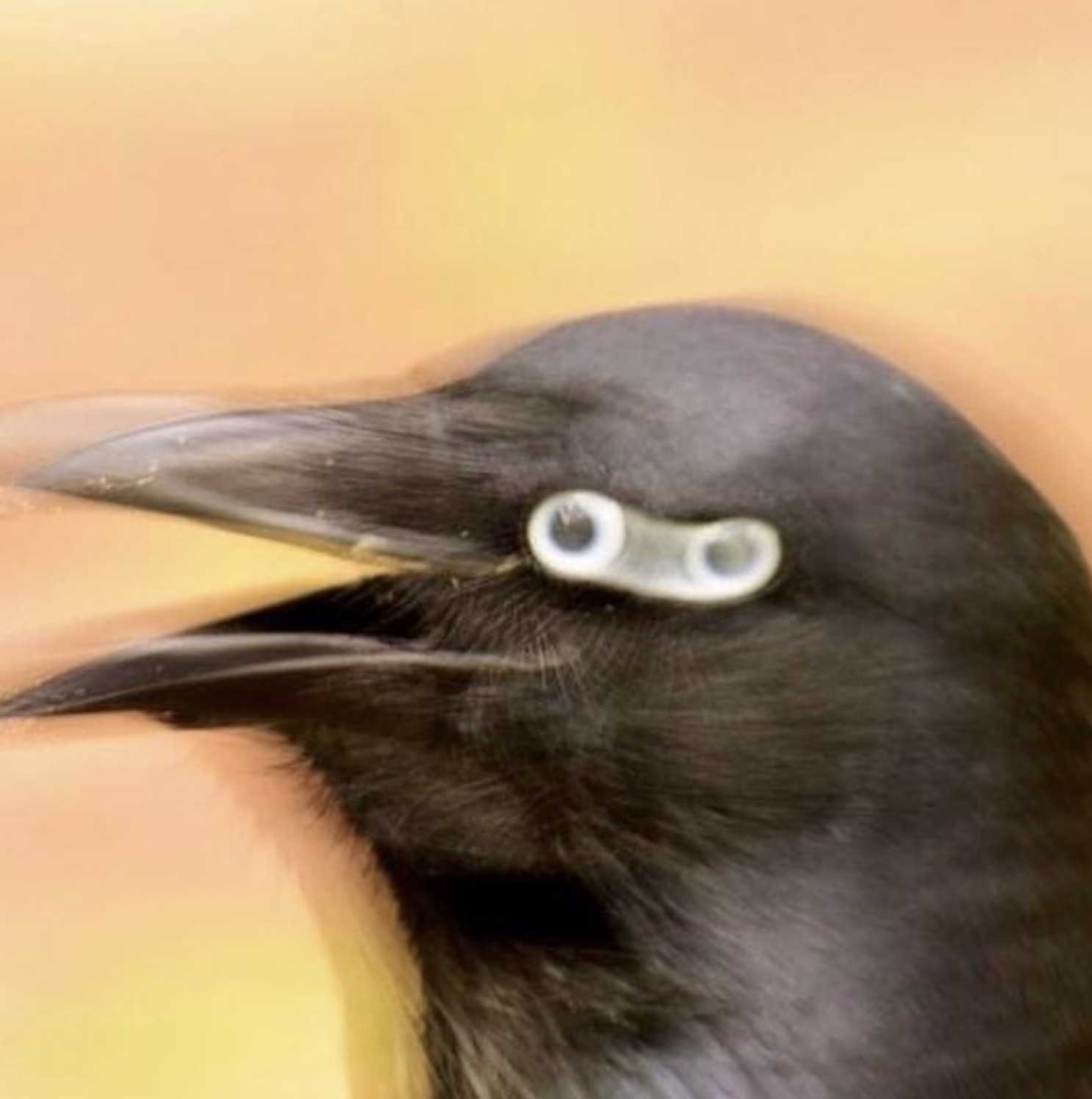 american crow