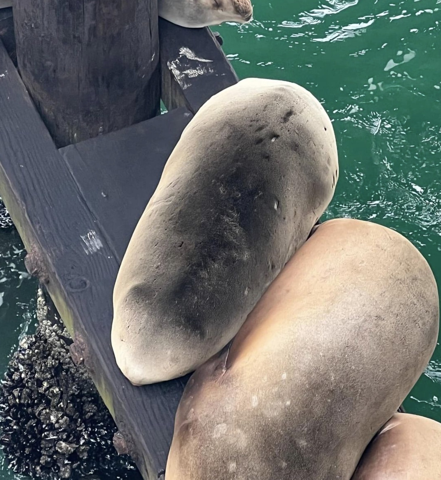 sea lion potato