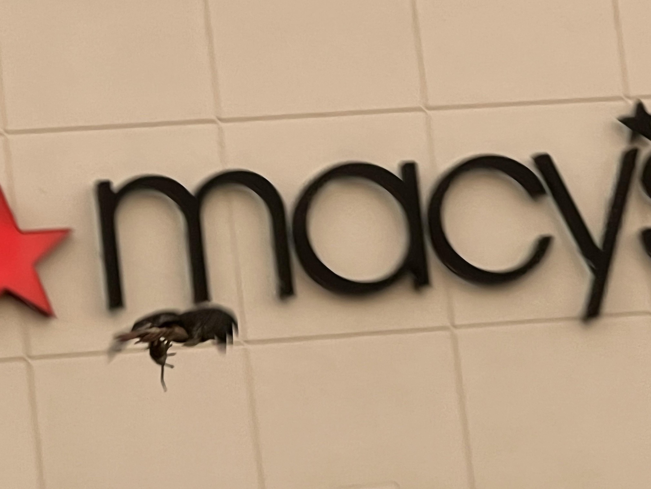 honeybee - macy