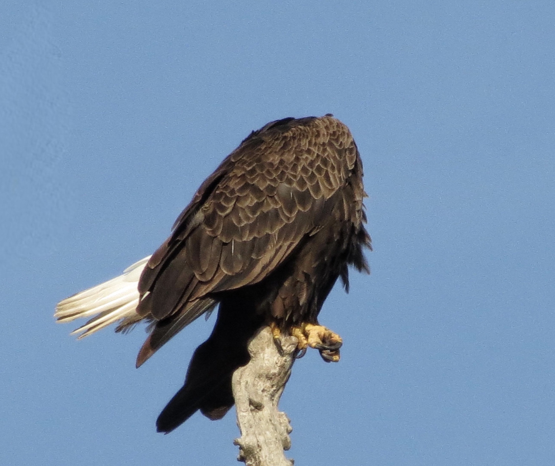 buzzard