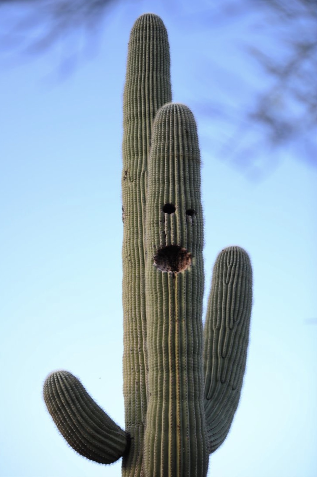 hedgehog cactus