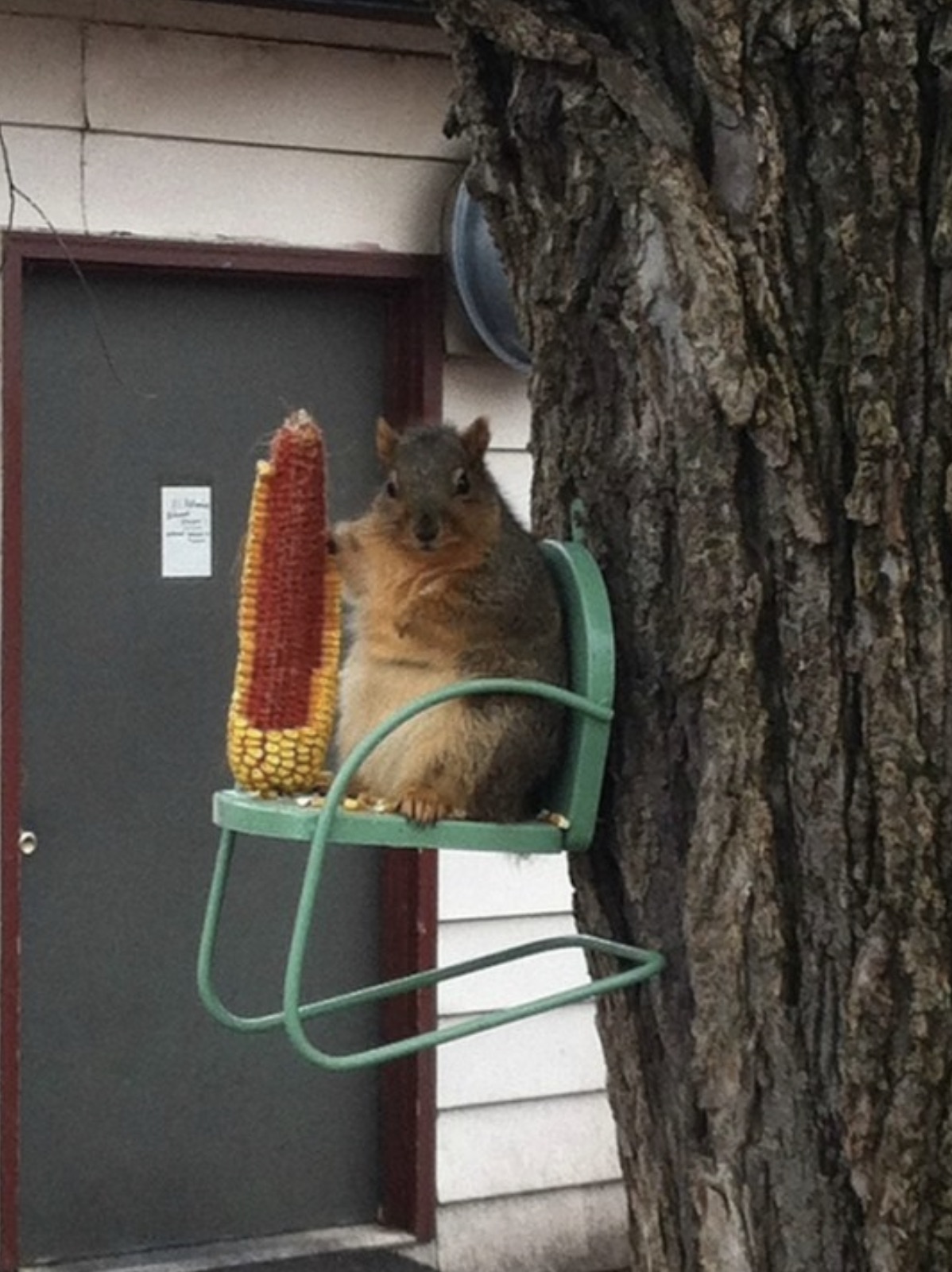 american squirrel funny