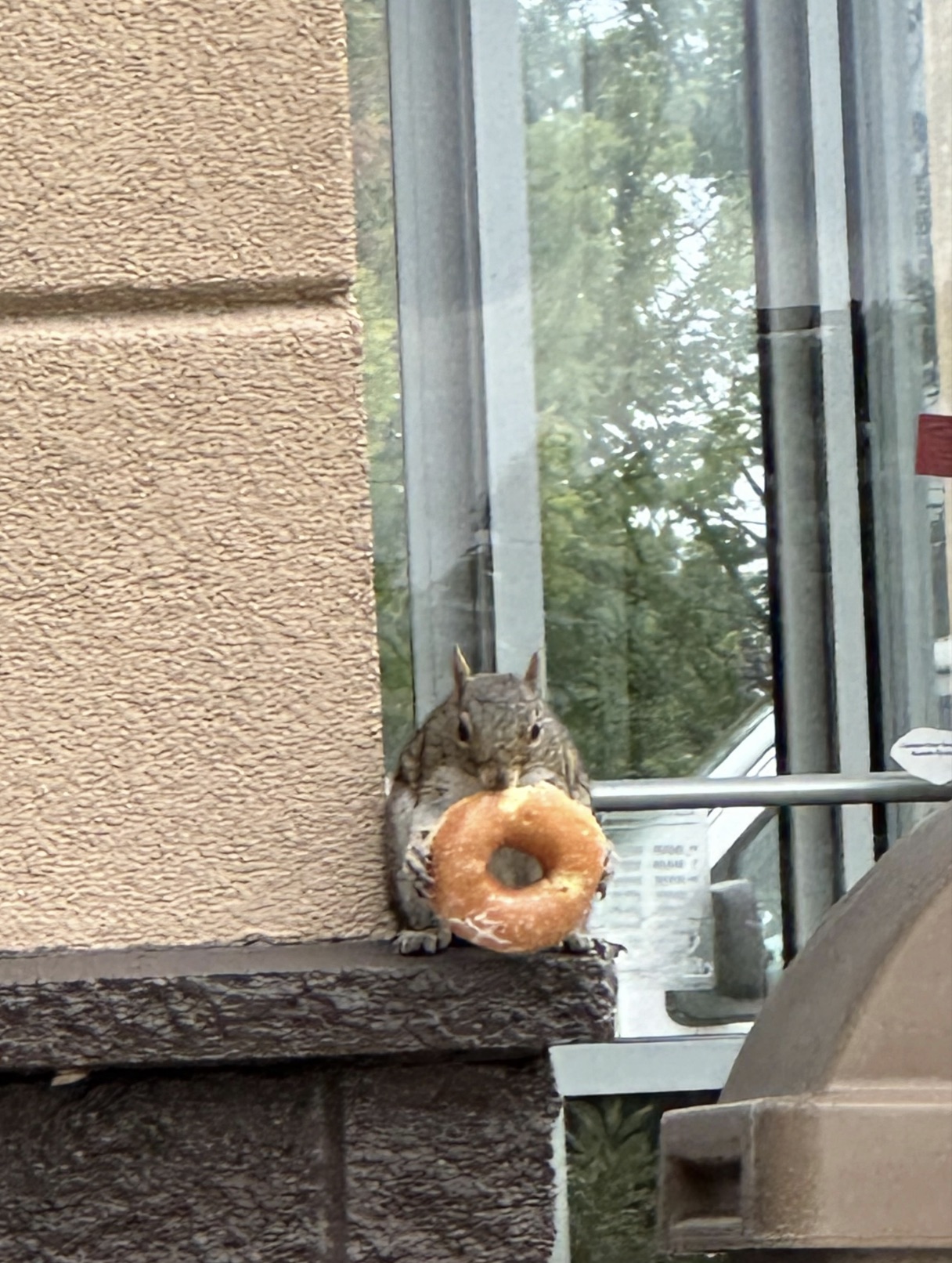 eurasian red squirrel