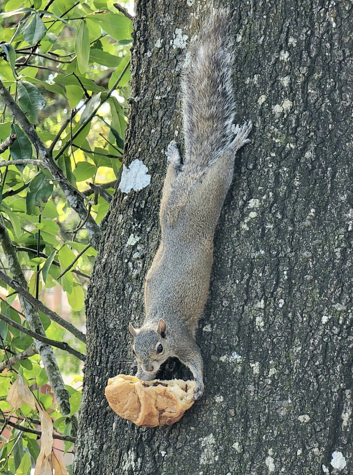 grey squirrel