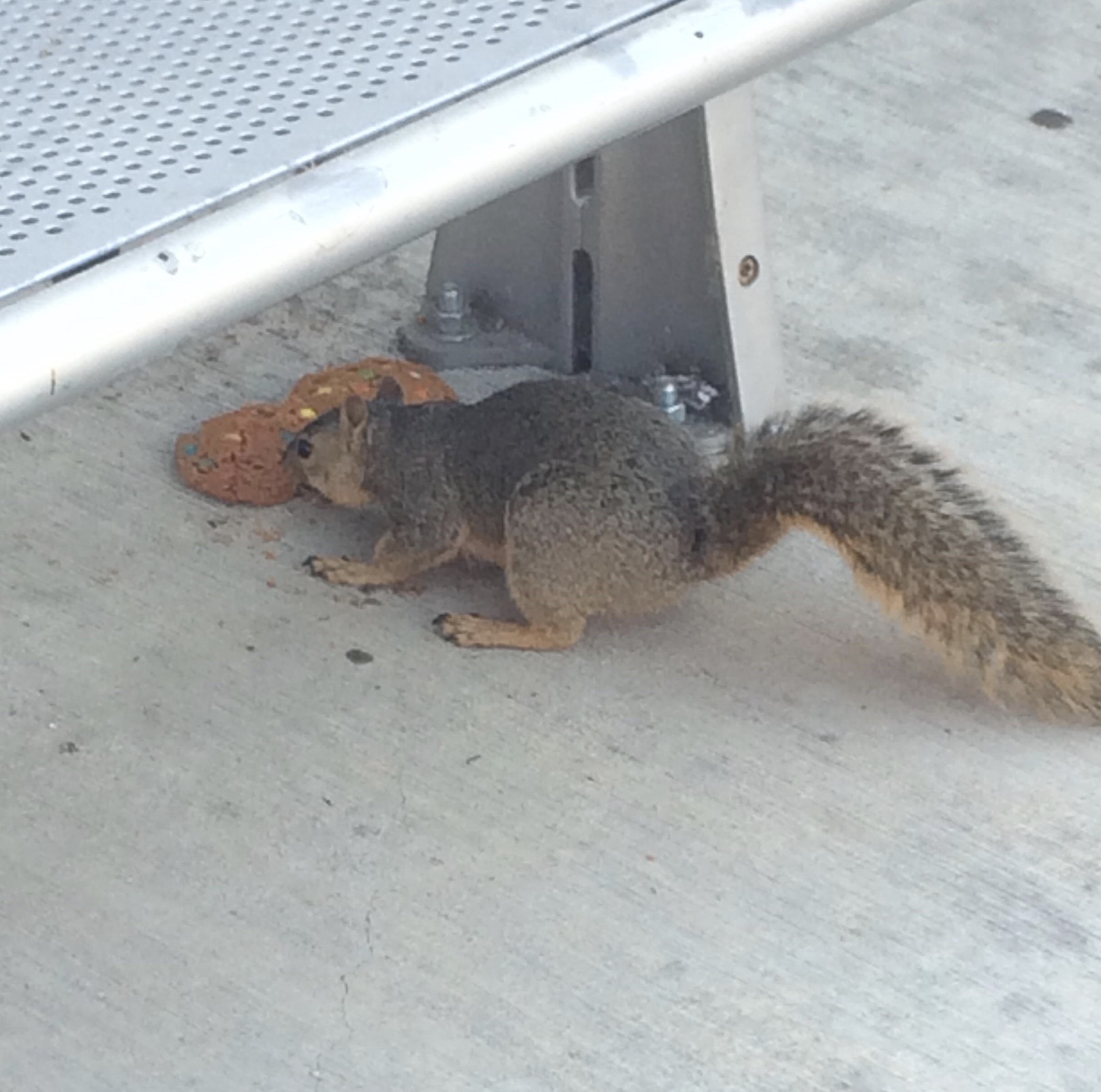 fox squirrel