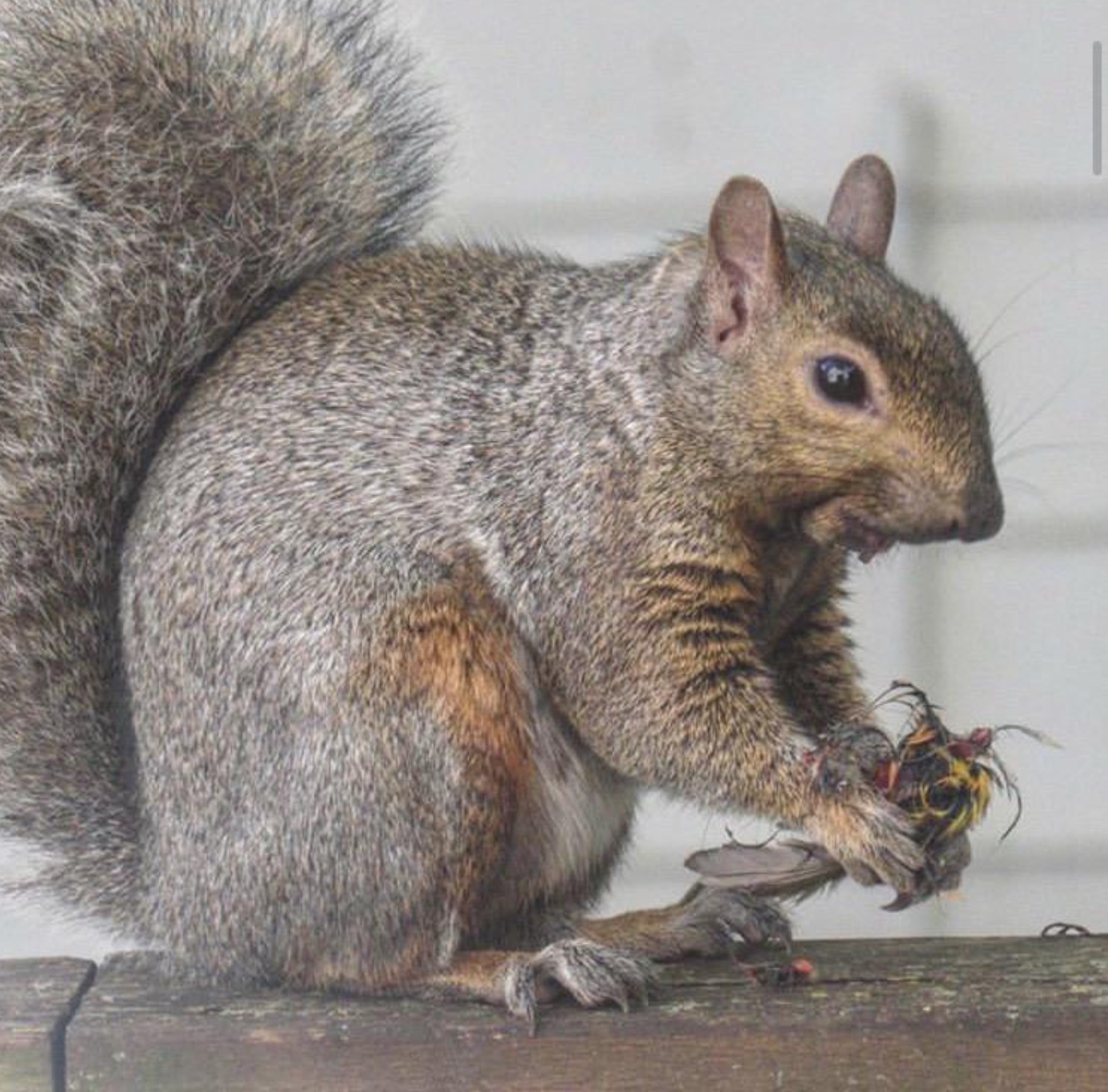 fox squirrel