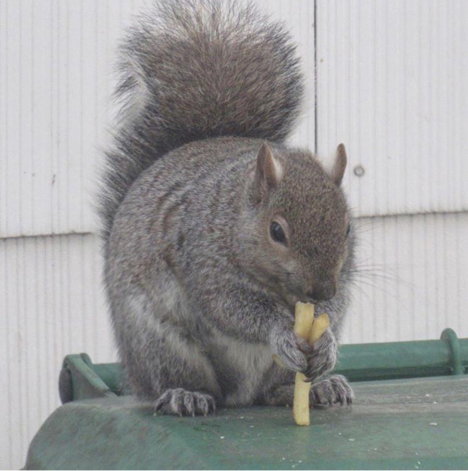 fox squirrel