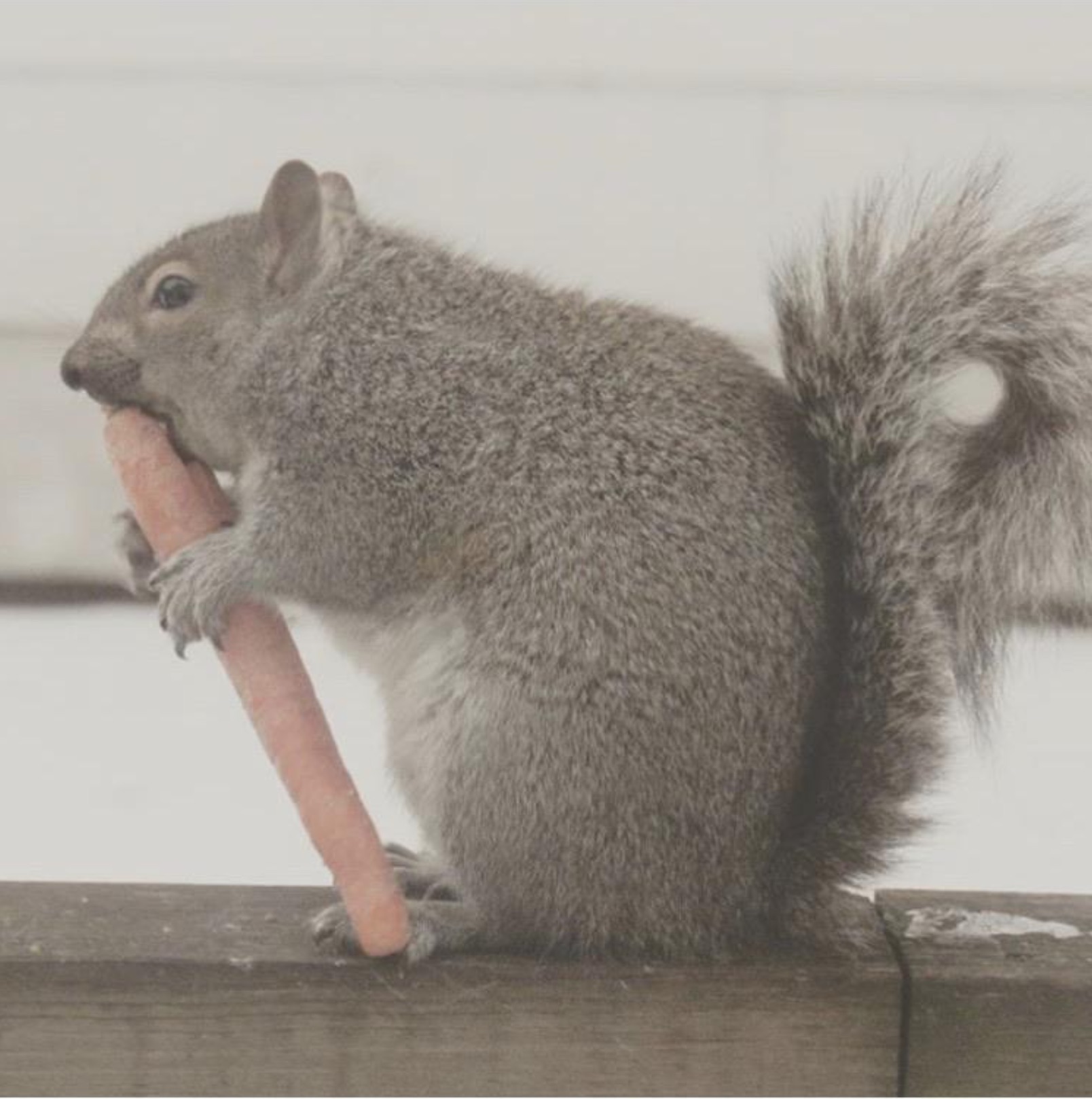 fox squirrel