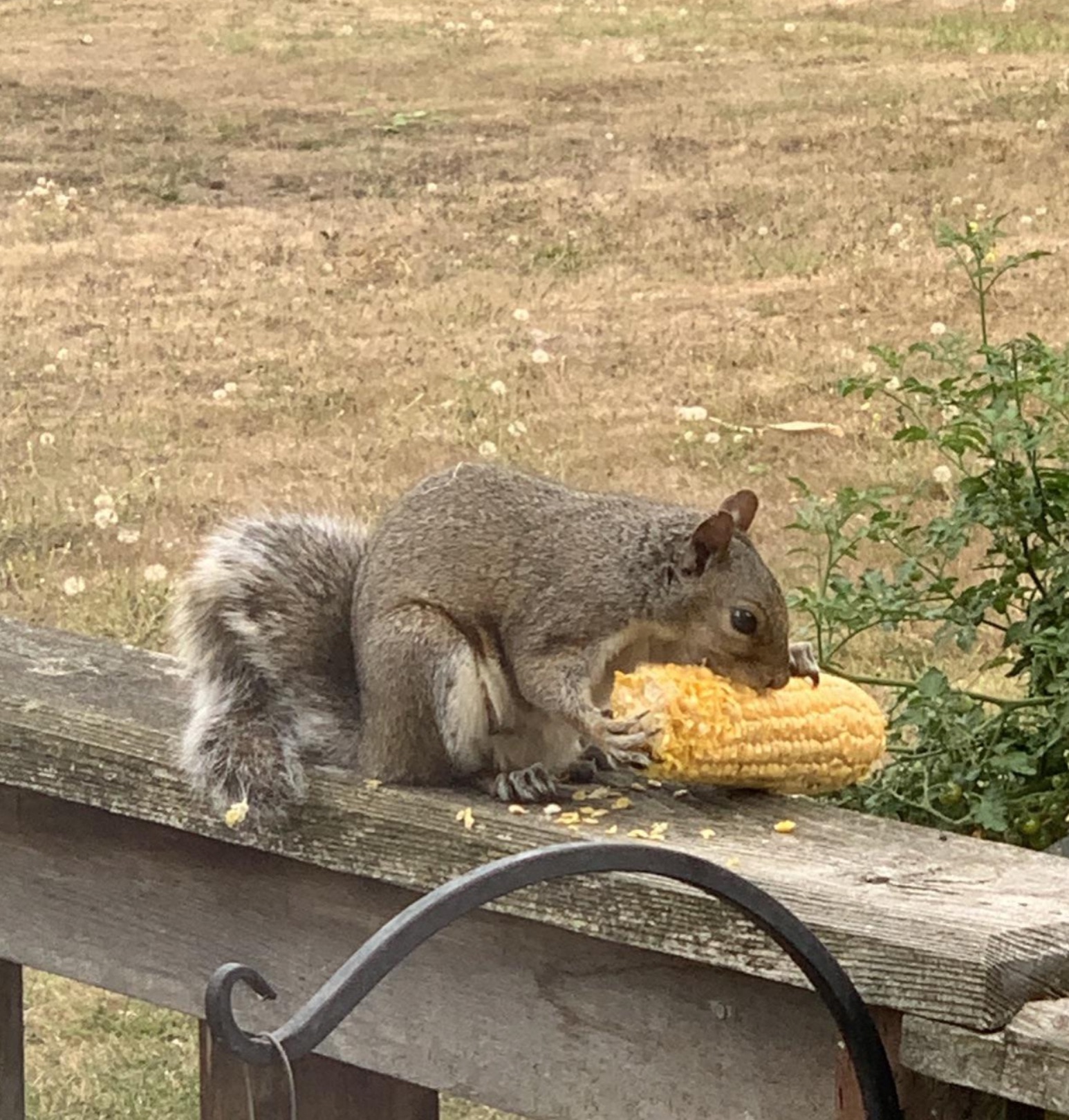 fox squirrel