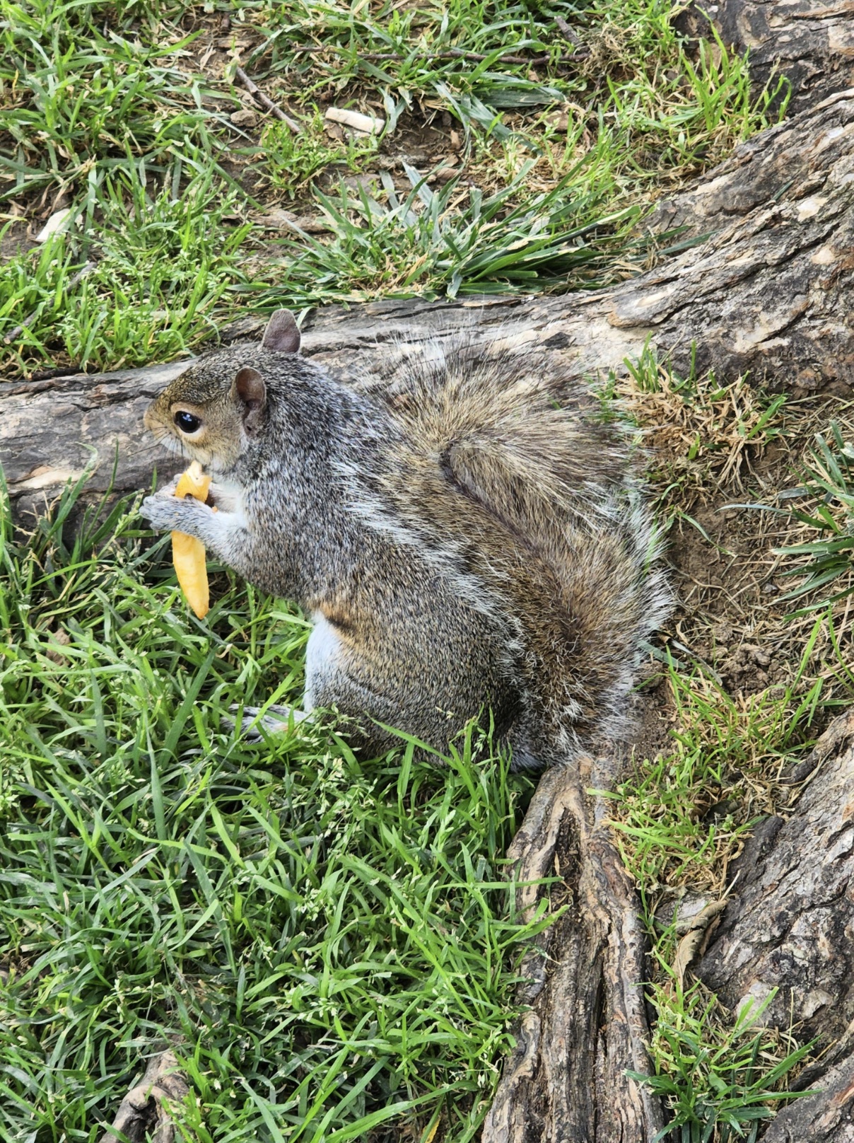 grey squirrel