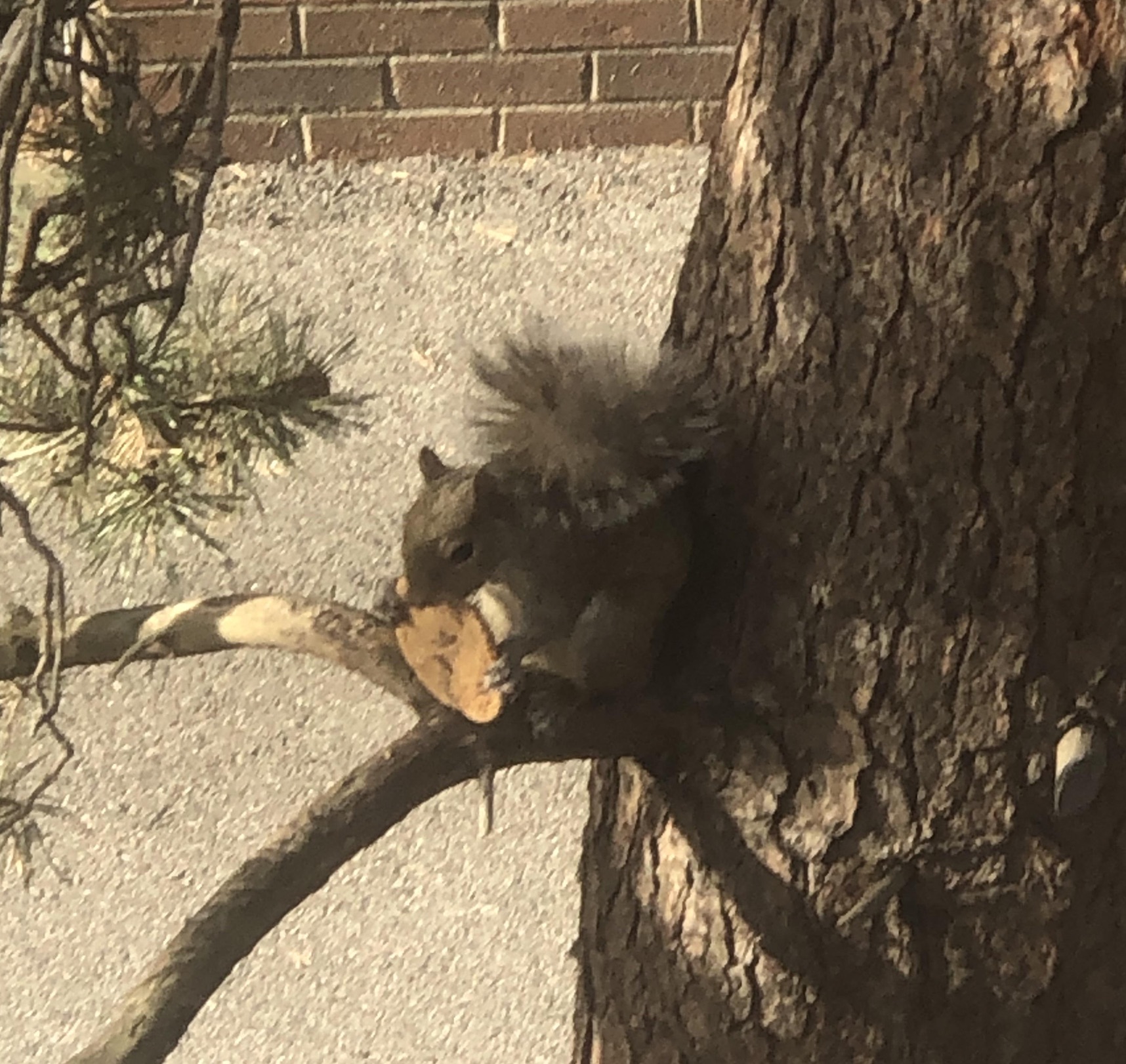 fox squirrel