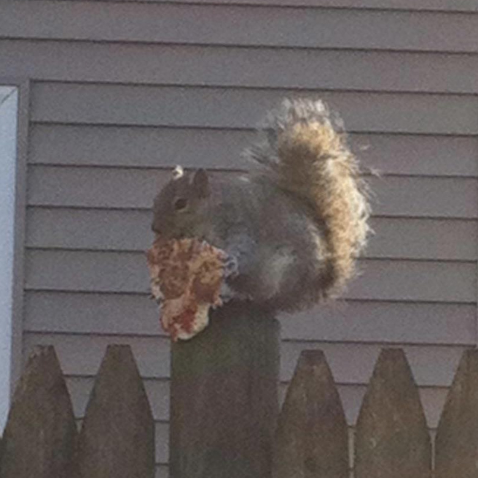 fox squirrel