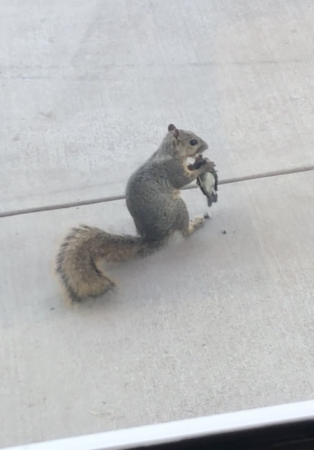 fox squirrel