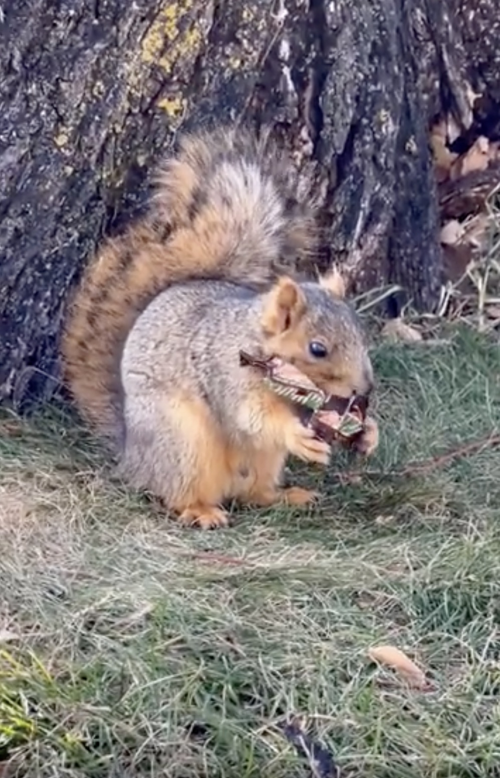 fox squirrel