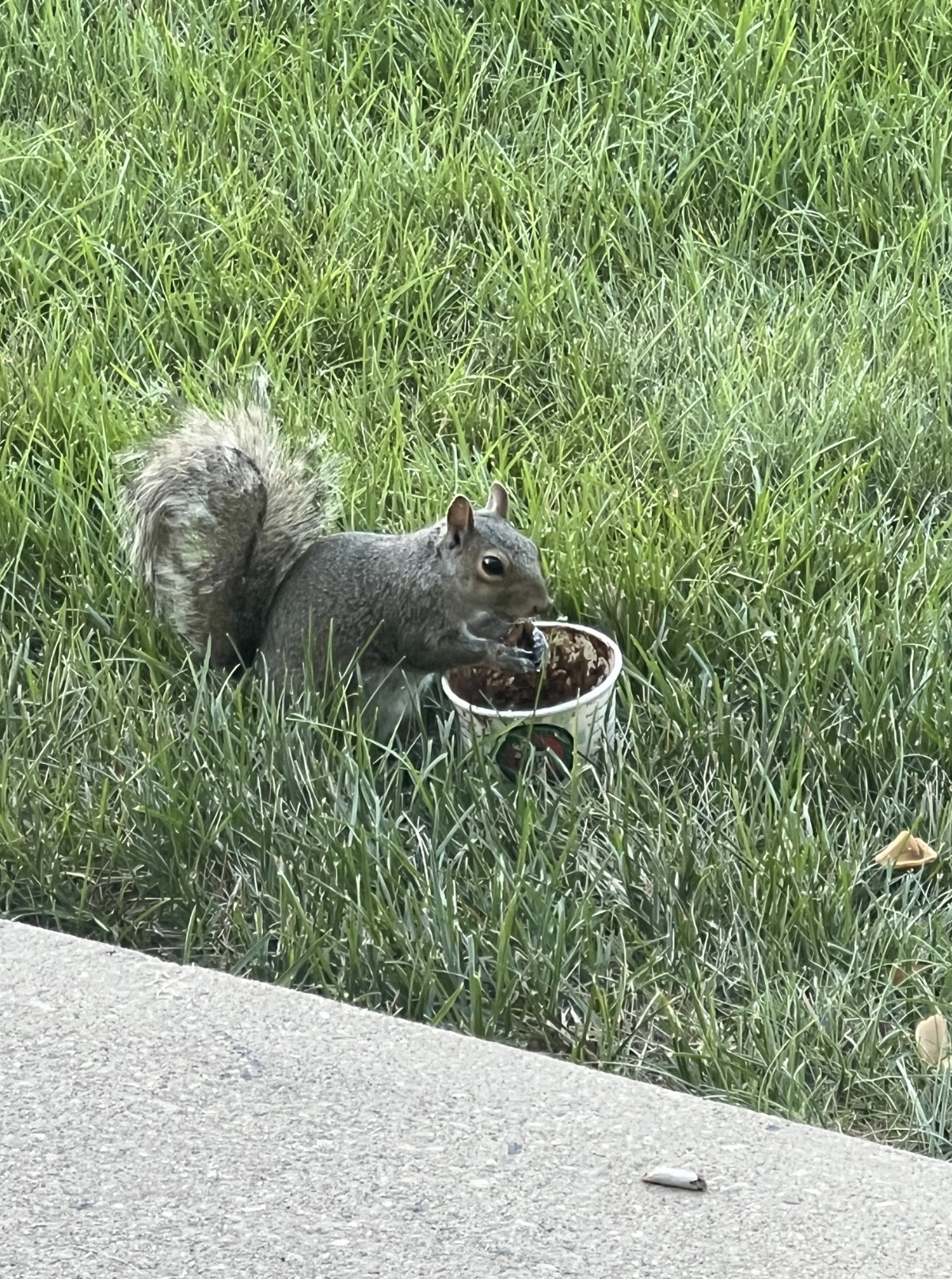 fox squirrel