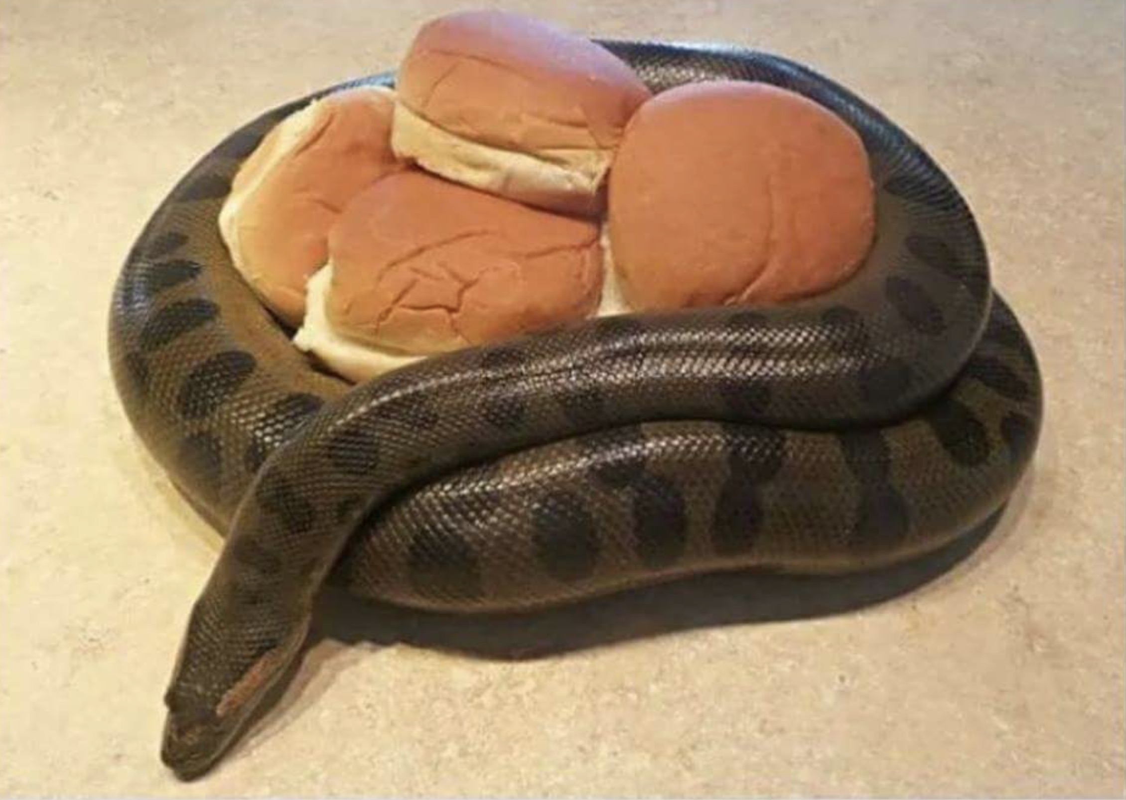 anaconda with buns