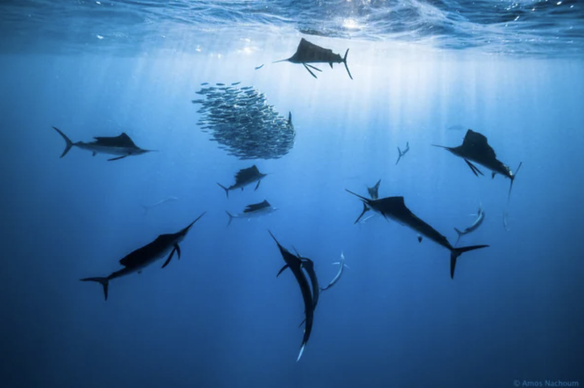 bronze hammerhead shark - Amos Nachoum